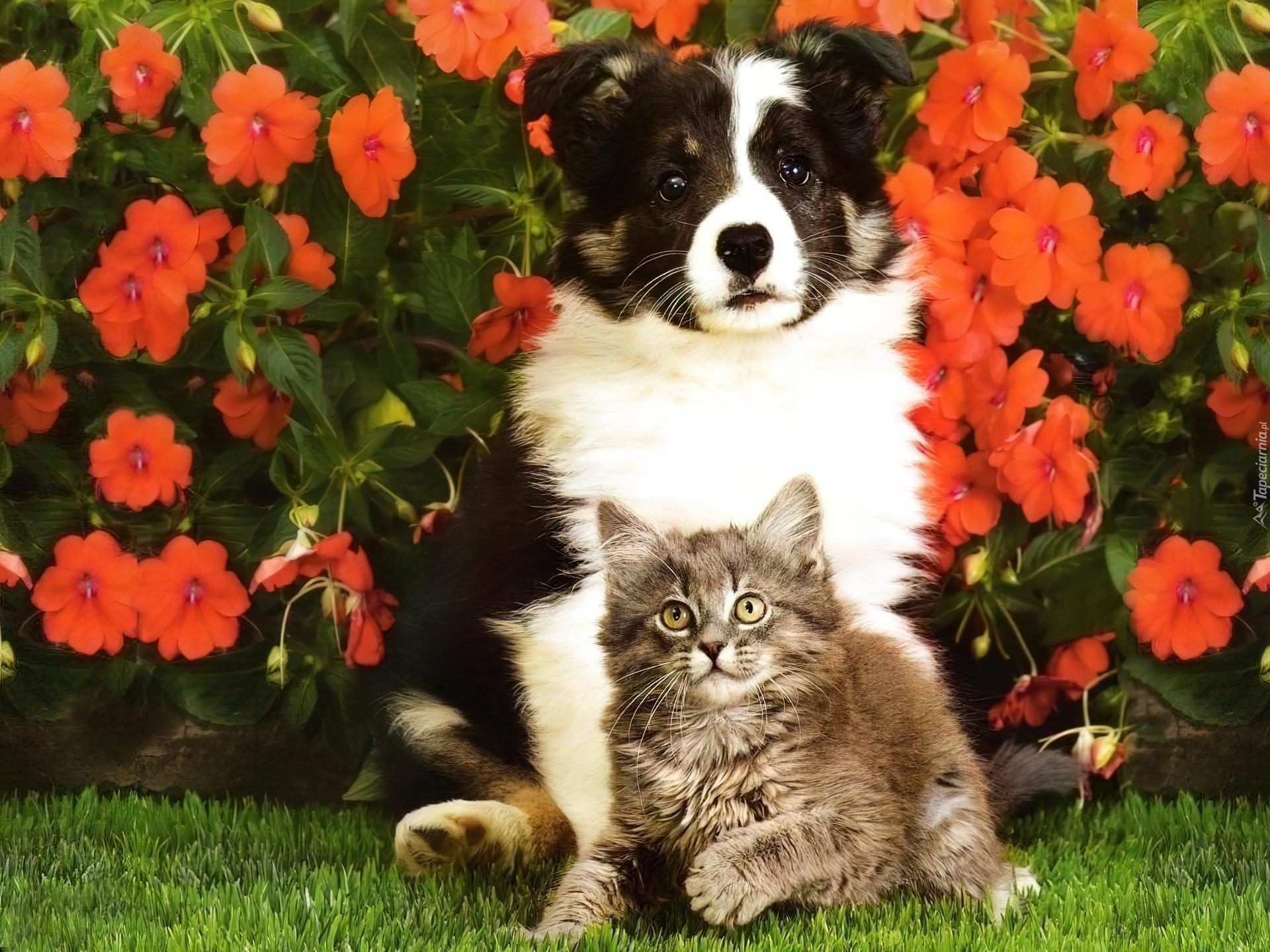 Кошечки собачки собаки. Котики собачки. Красивые собаки и кошки. Красивые собаки. Щенок и котенок.