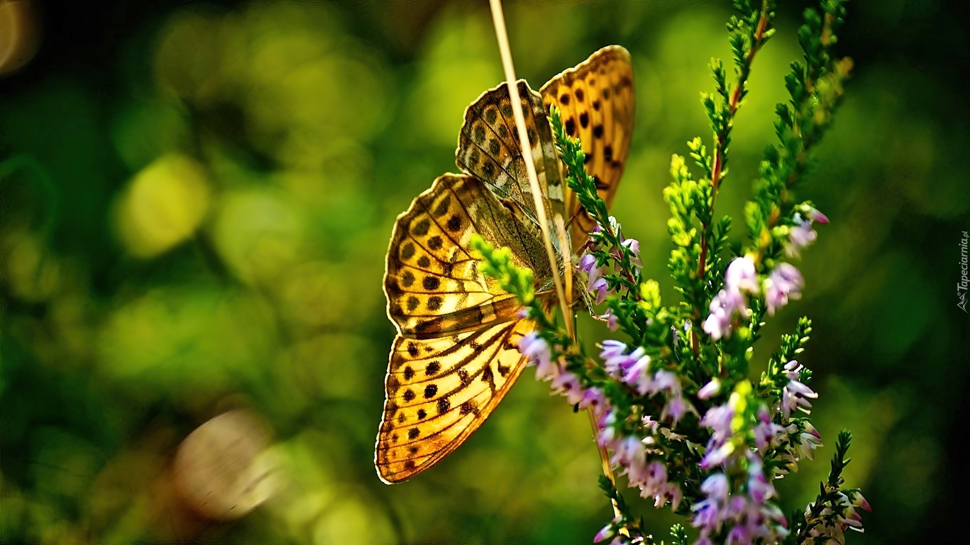 Motyl, Roślina