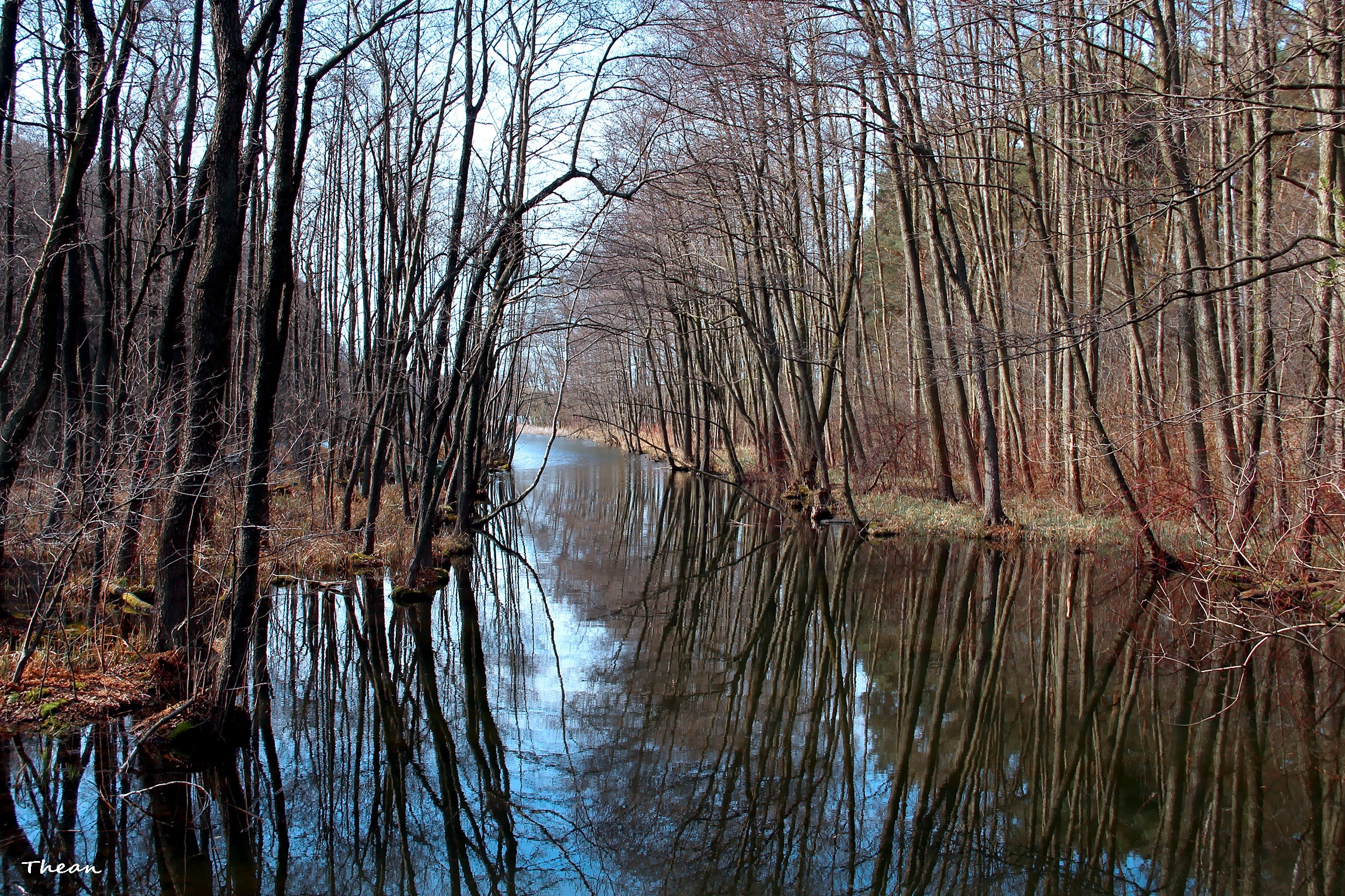 Las, Drzewa, Jezioro