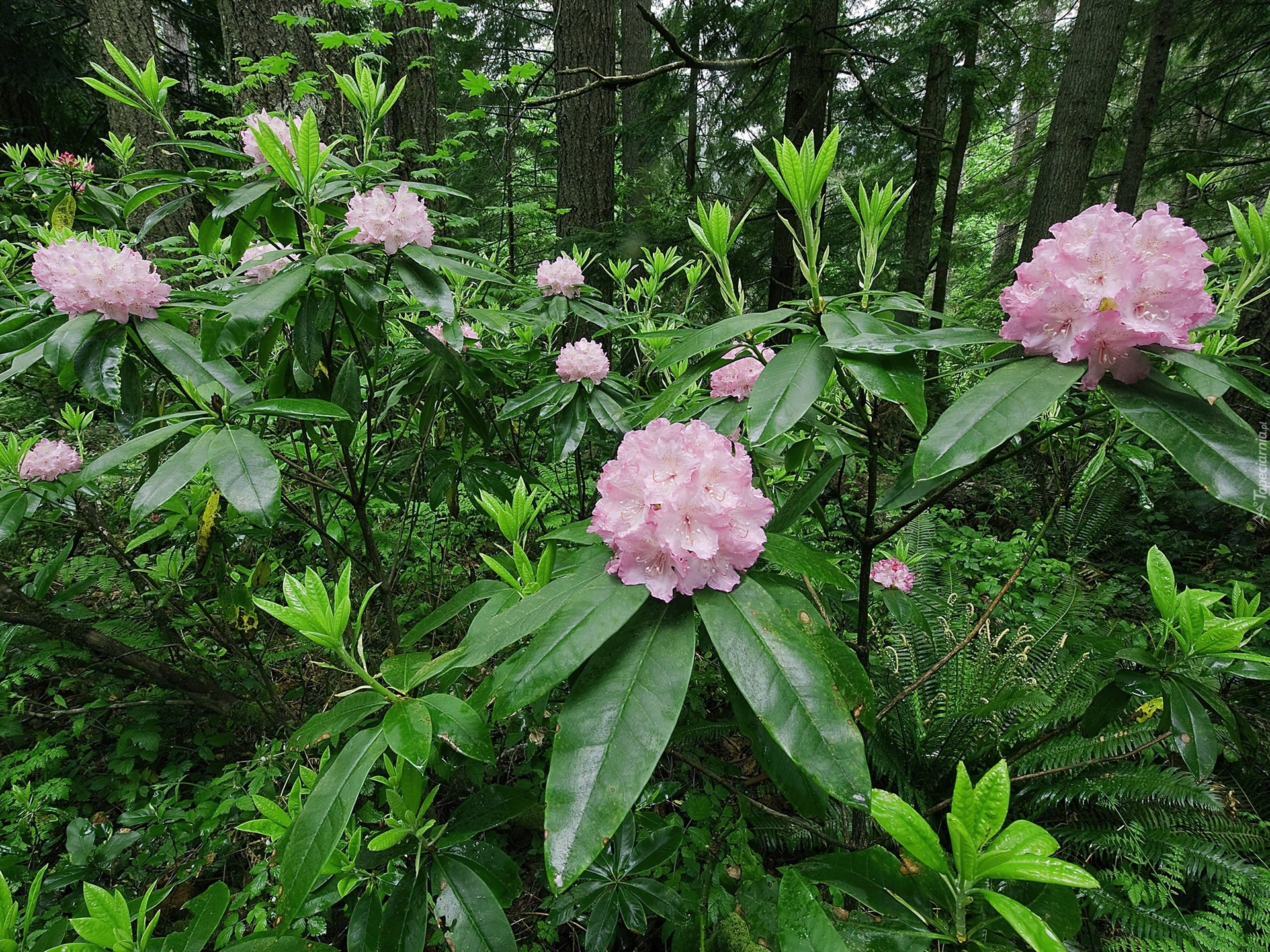 Rododendron, Las