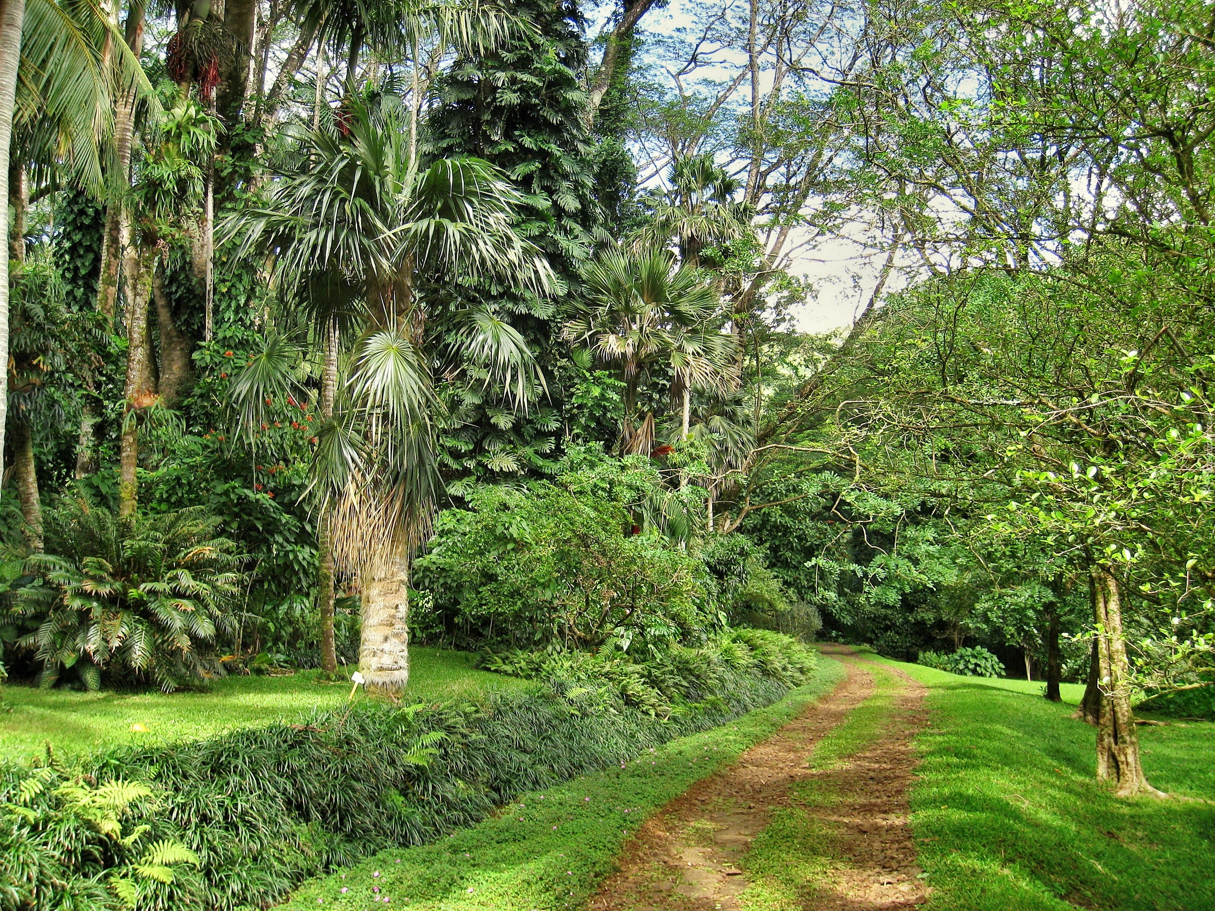 Park, Ścieżka, Palmy