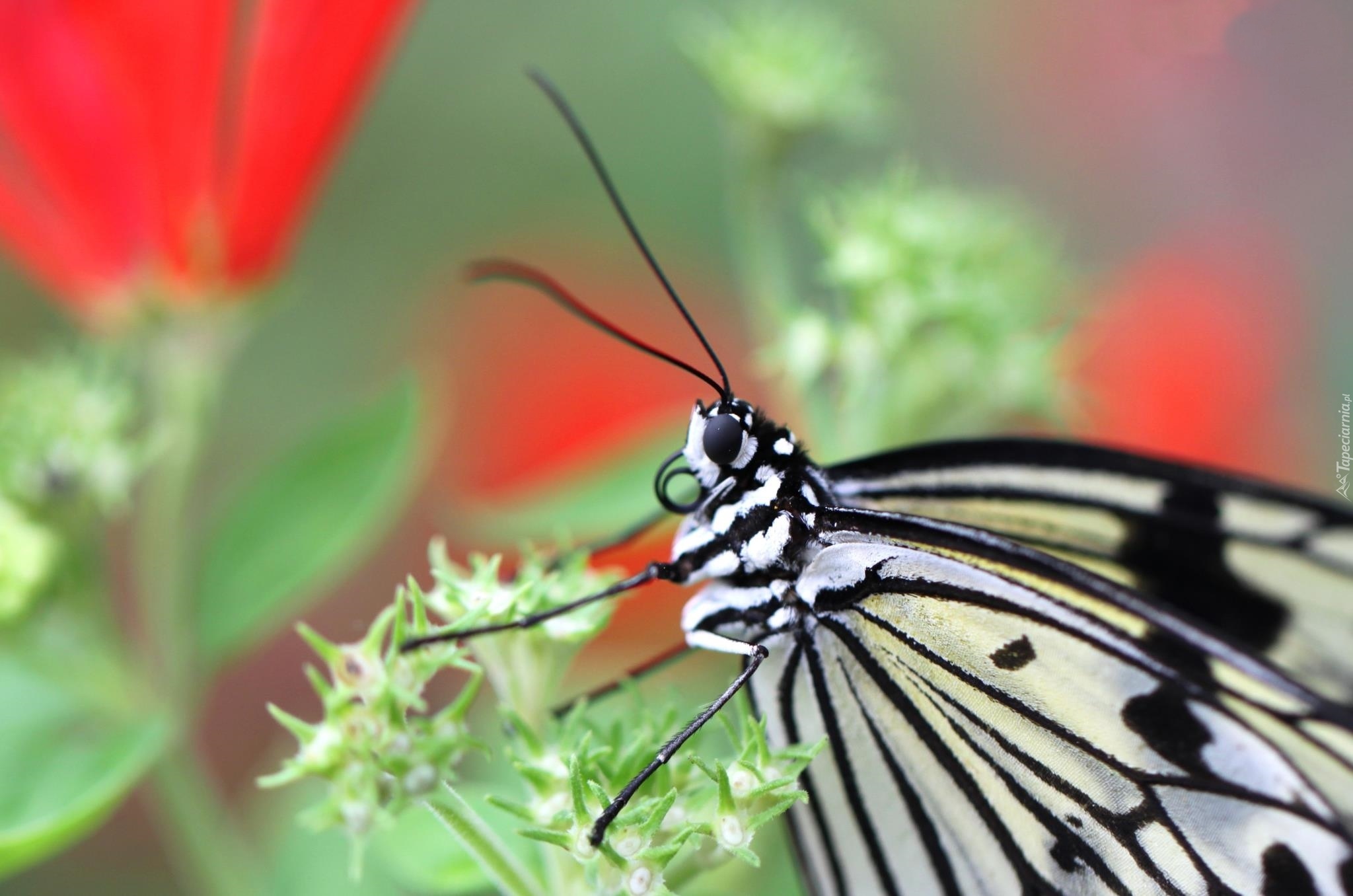 Czarno, Biały, Motyl, Maki