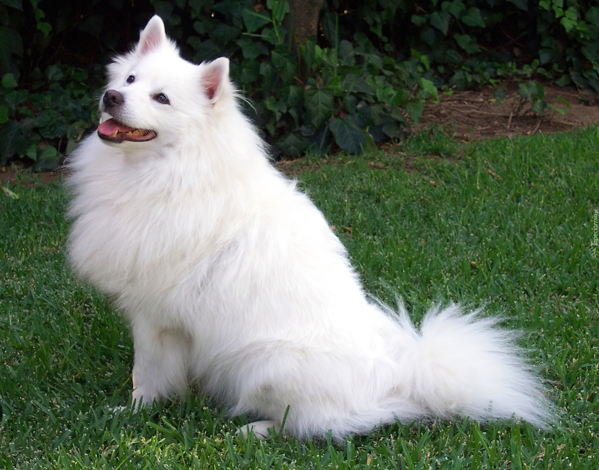 Biały, Piesek, American Eskimo Dog