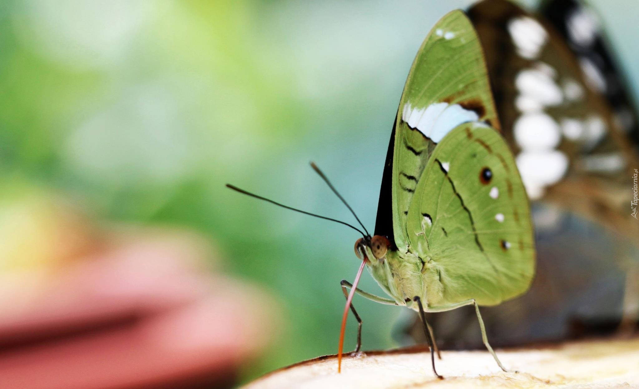 Zielony, Motyl