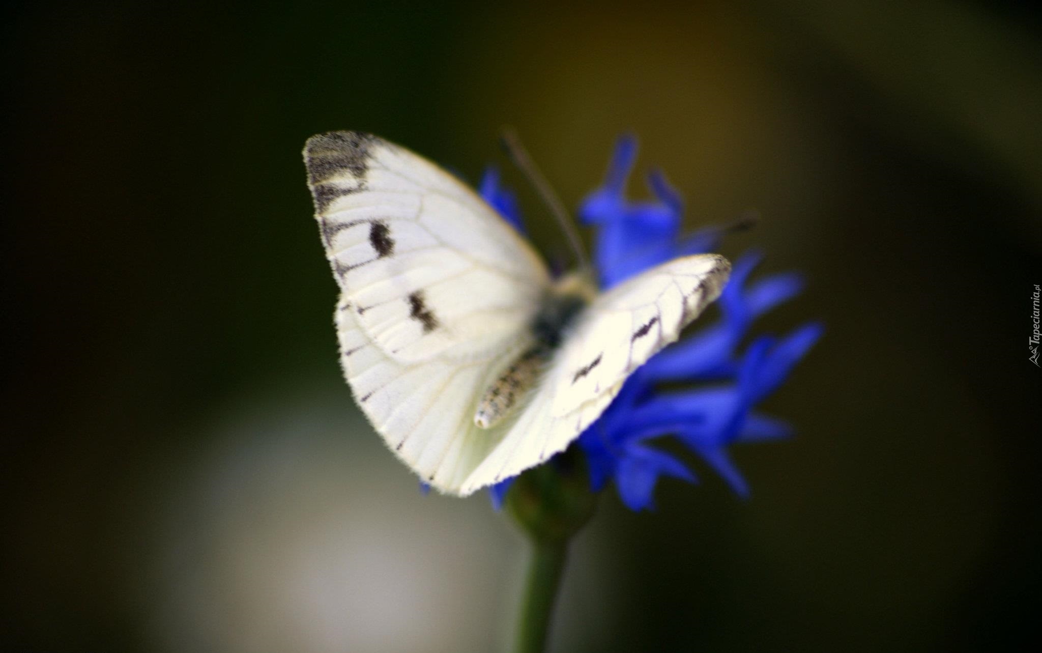 Motyl, Niebieski, Chaber