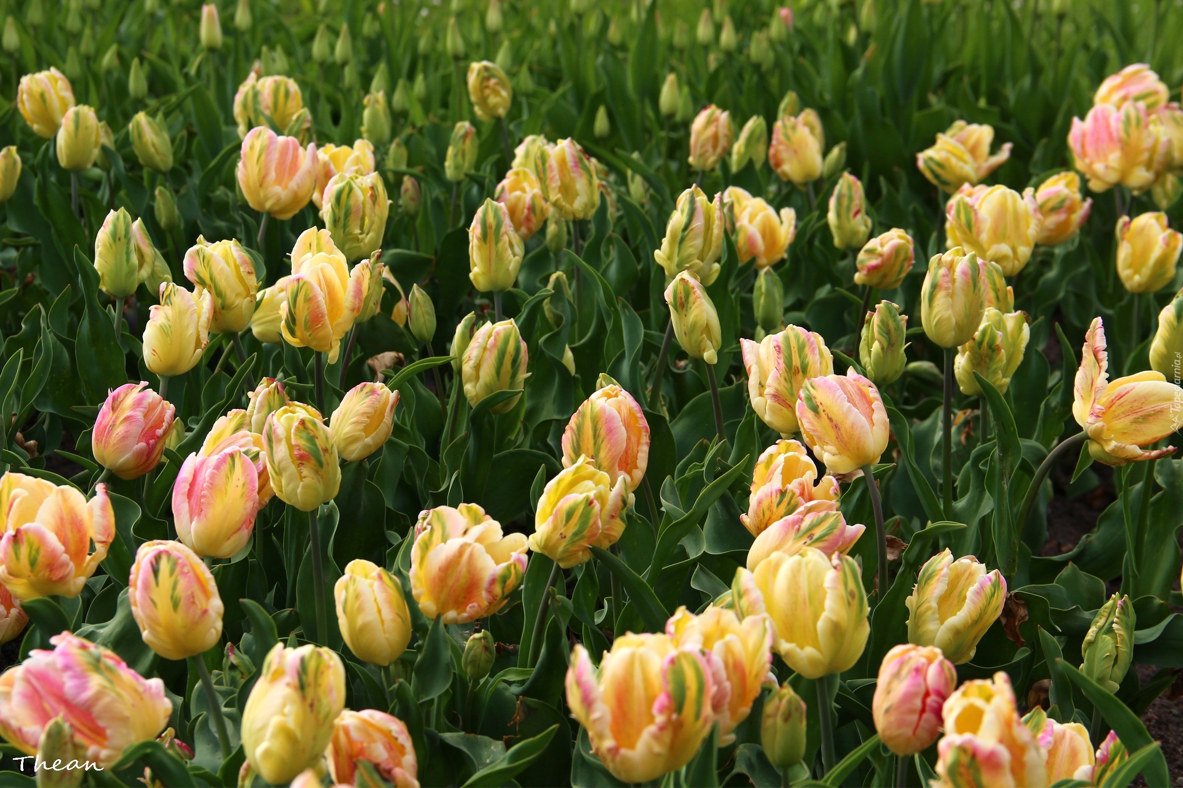 Żółte, Różowe, Tulipany