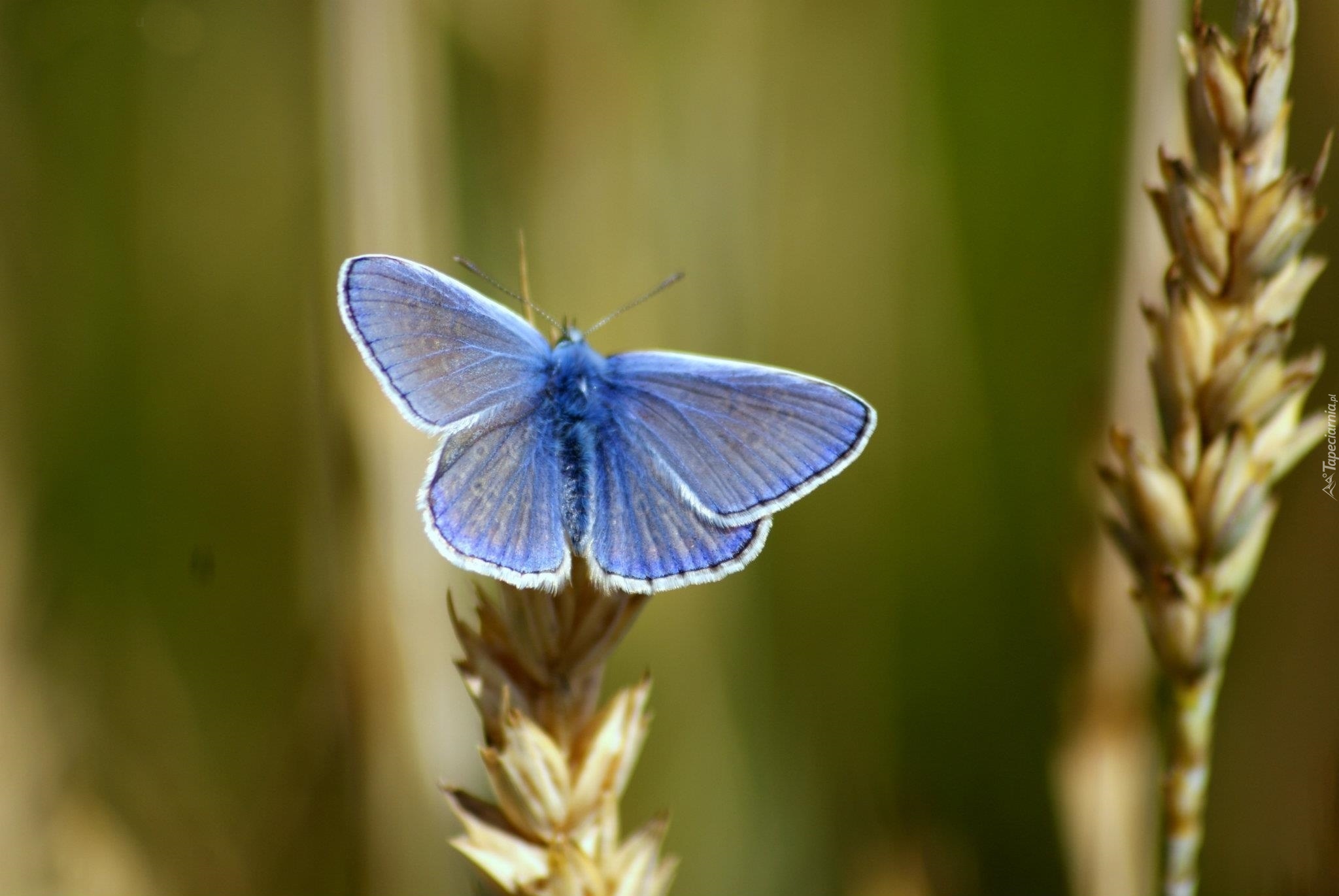 Niebieski, Motyl, Modraszek