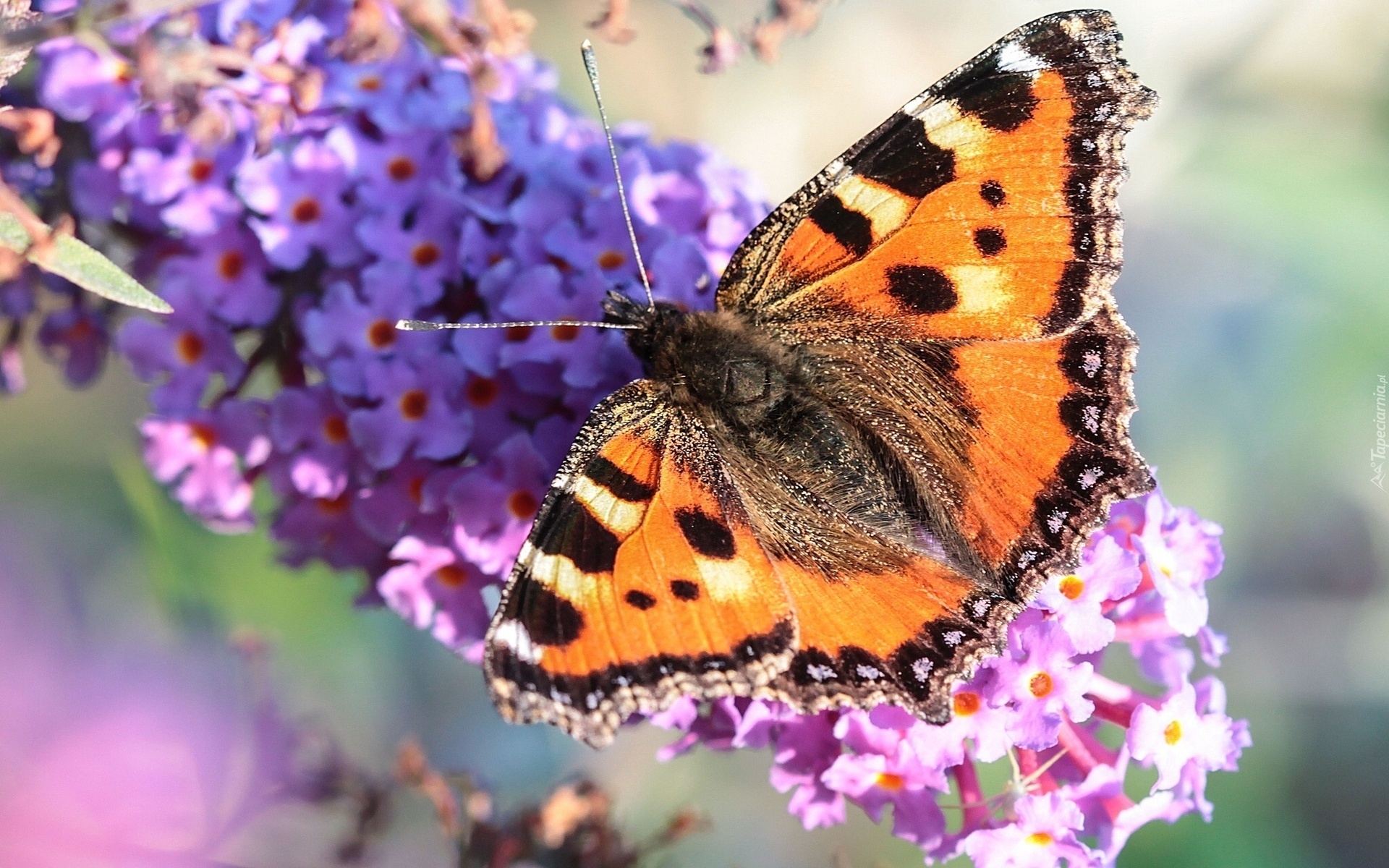 Rusałka pokrzywnik, Motyl, Kwiaty