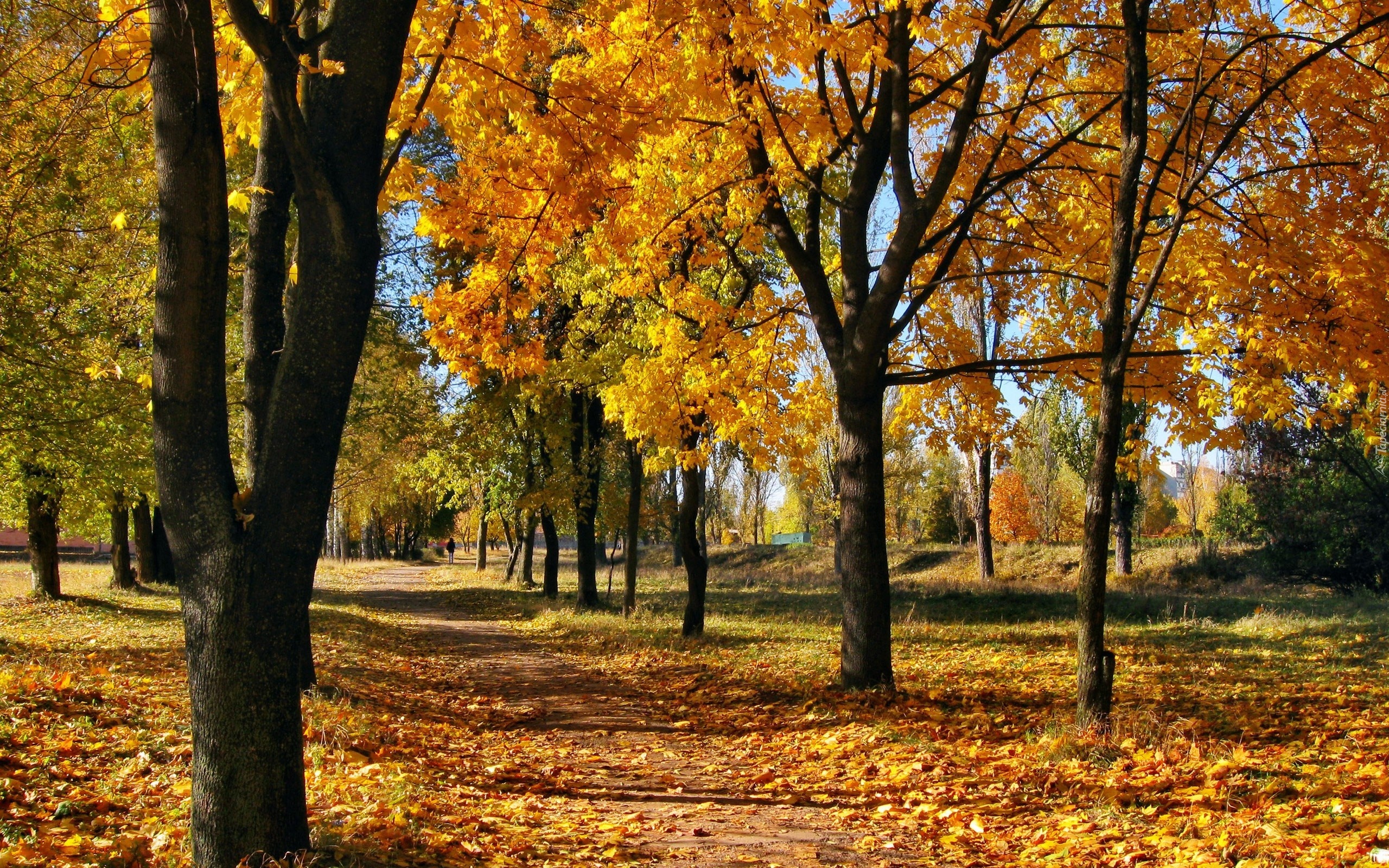 Jesień, Park, Drzewa, Liście