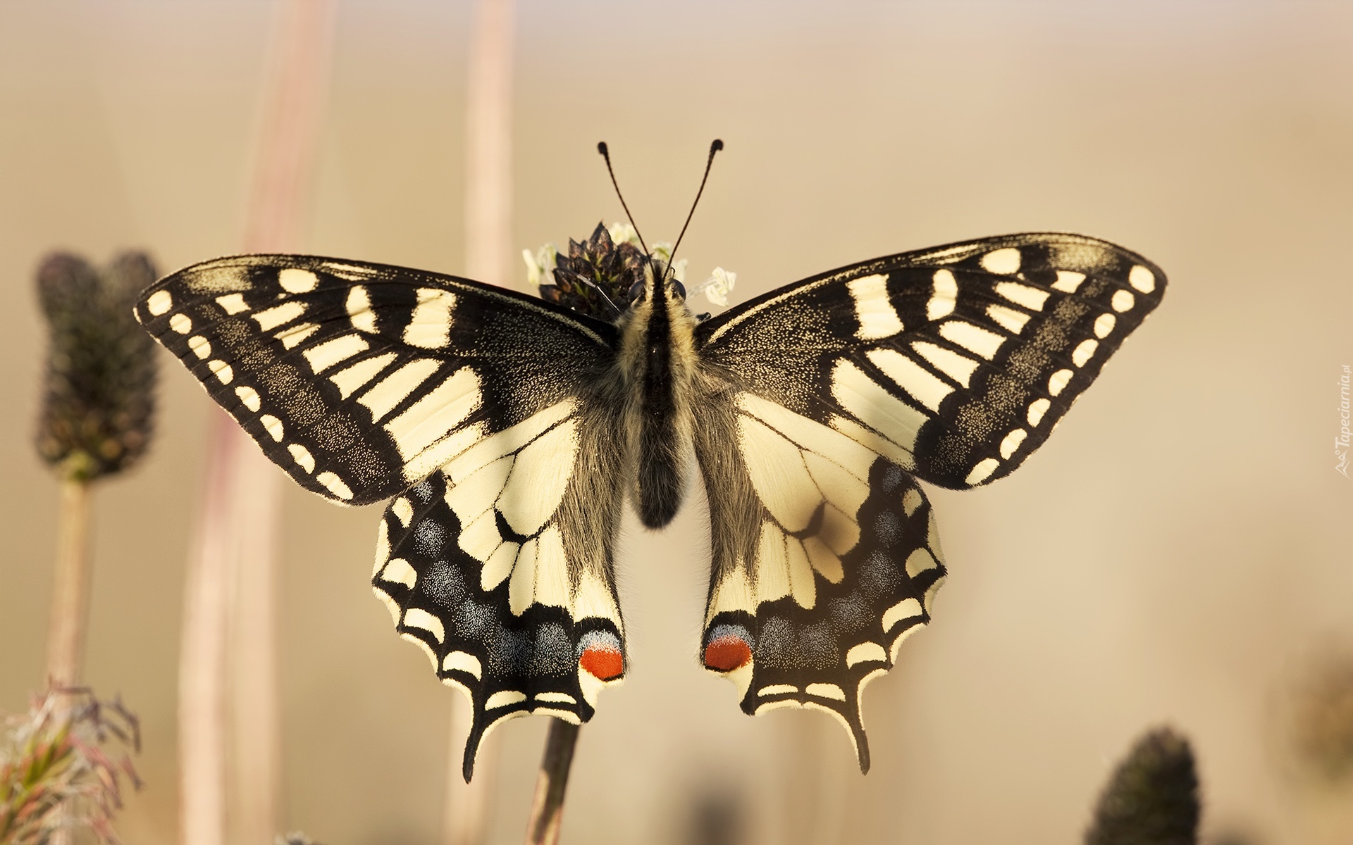 Biało, Czarny, Motyl, Czerwone, Kropki