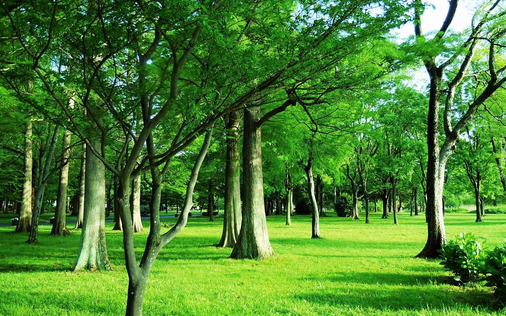 Park, Wiosną