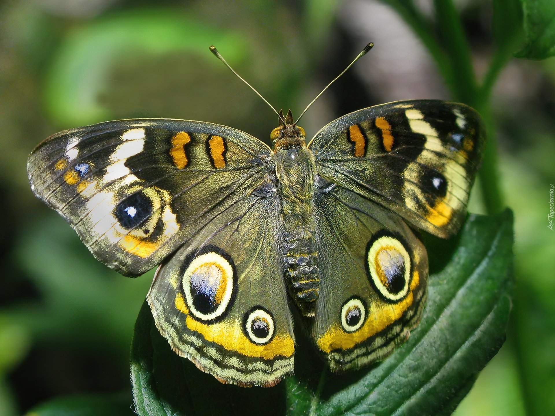 Zielony, Motyl, Liść