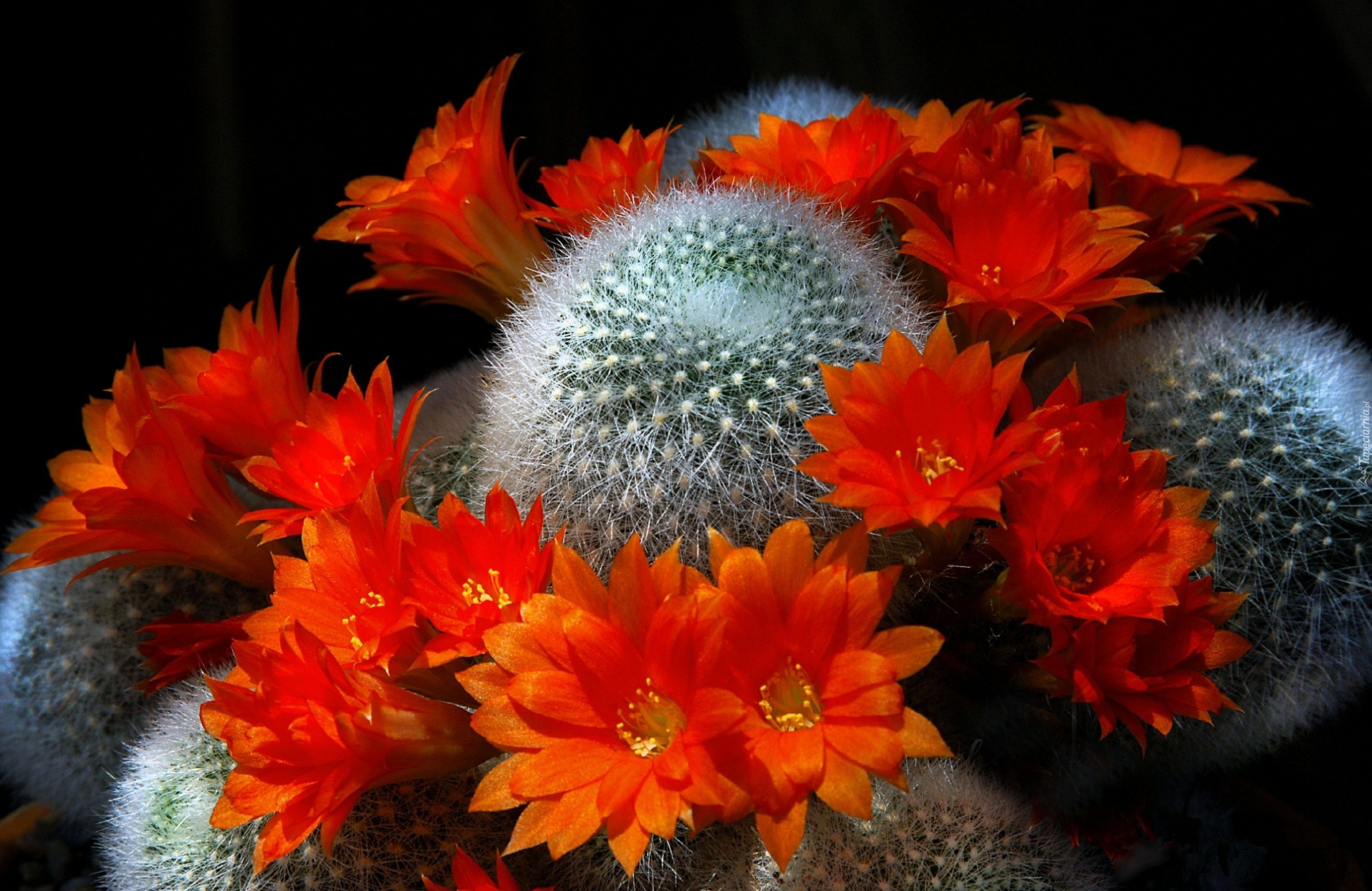 Kaktus, Pomarańczowe, Kwiaty