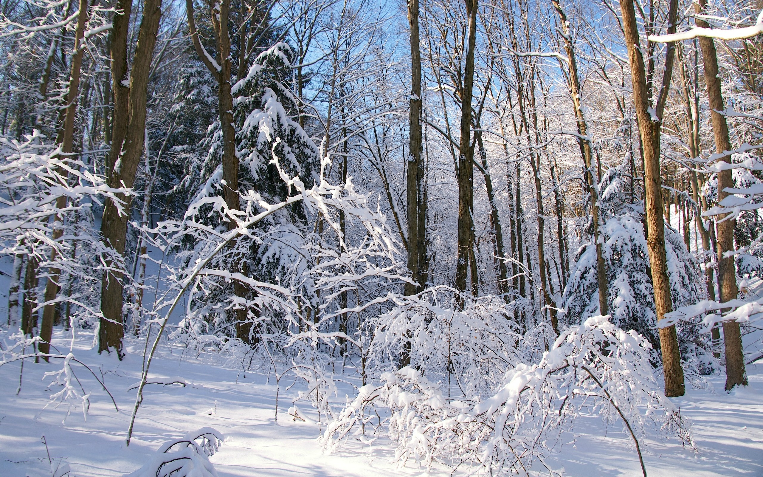 Las, Ośnieżone, Drzewa, Zima