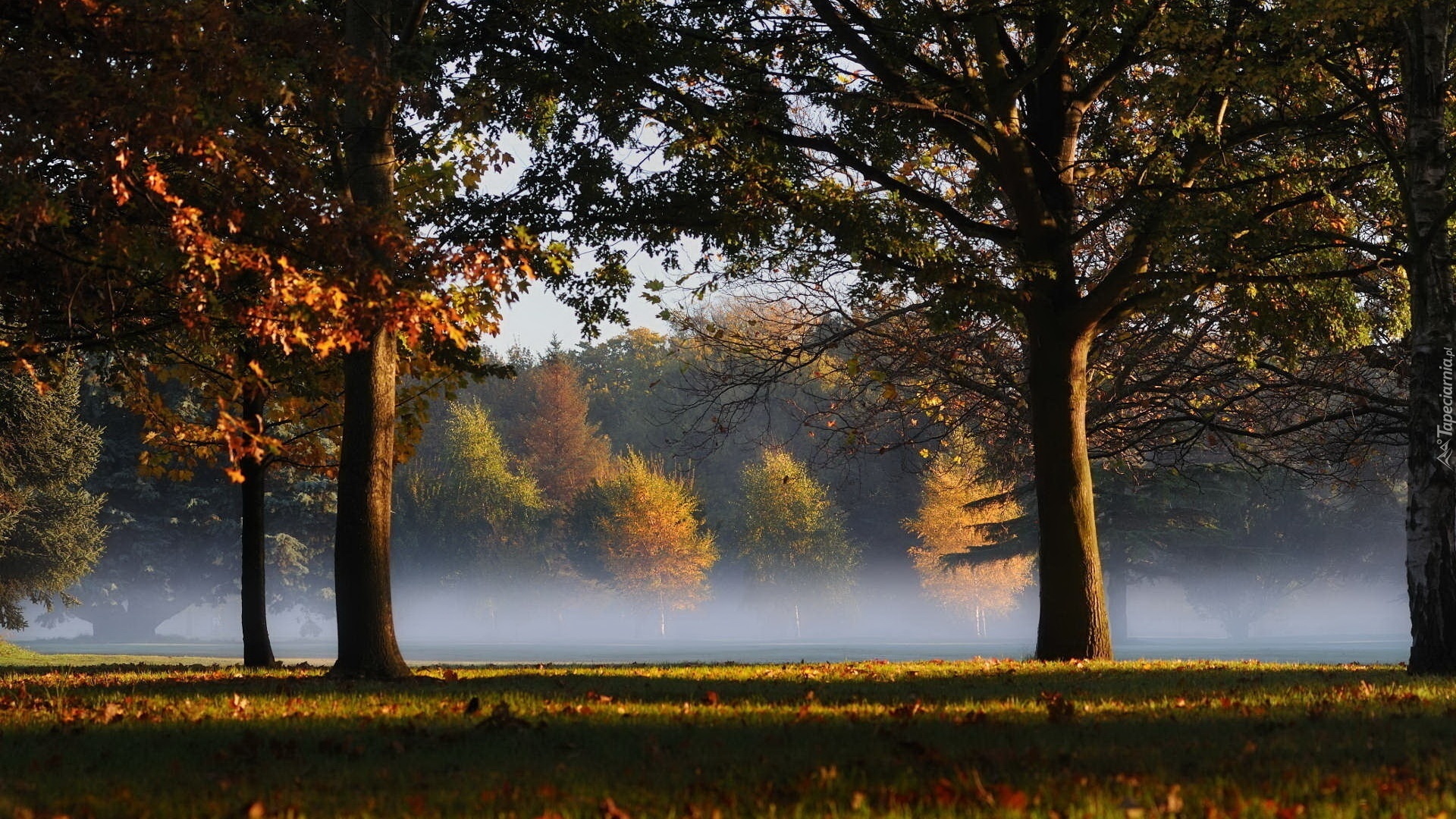 Park, Drzewa, Mgła, Liście, Jesień