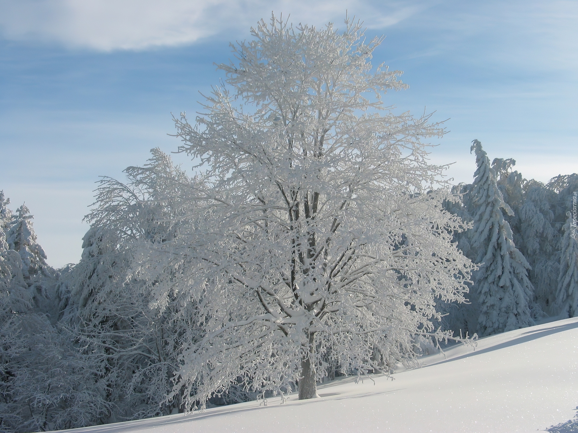 Oszronione, Drzewo, Śnieg