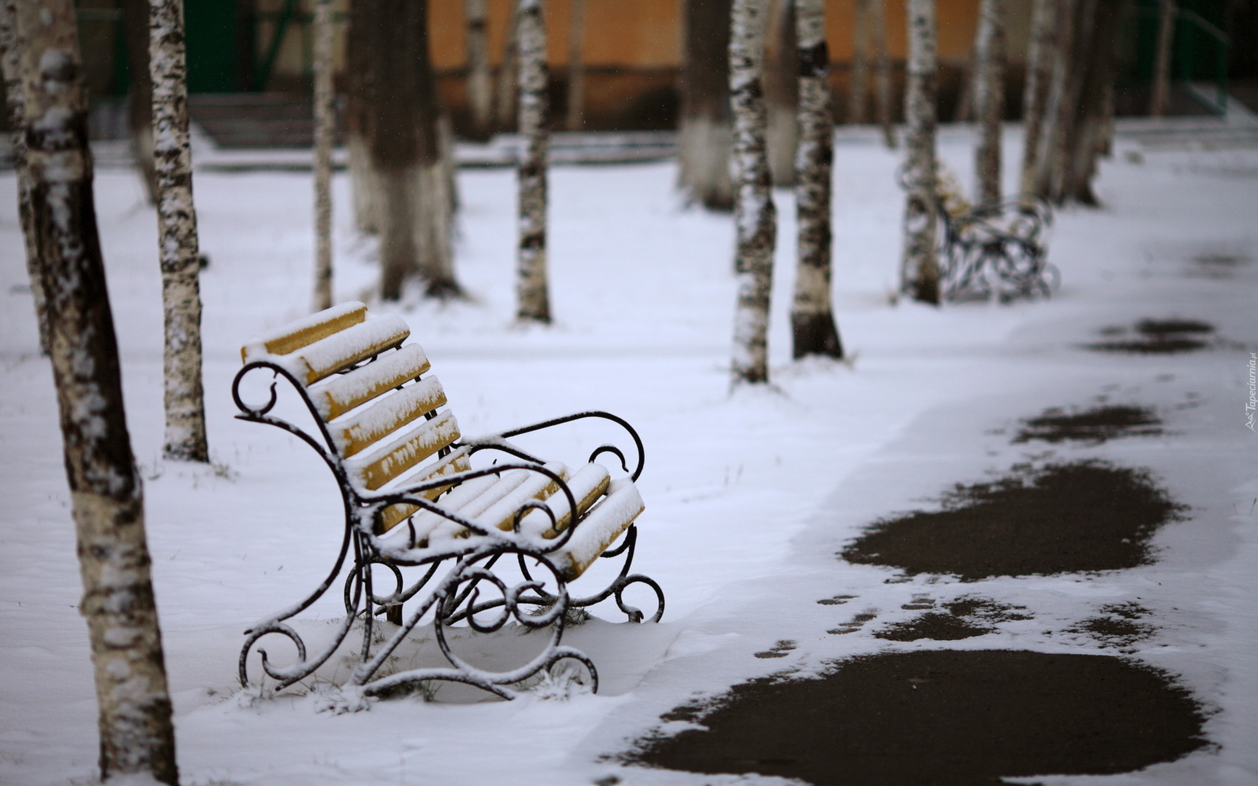 Park, Brzozy, Zima, Ławki, Topniejący, Śnieg