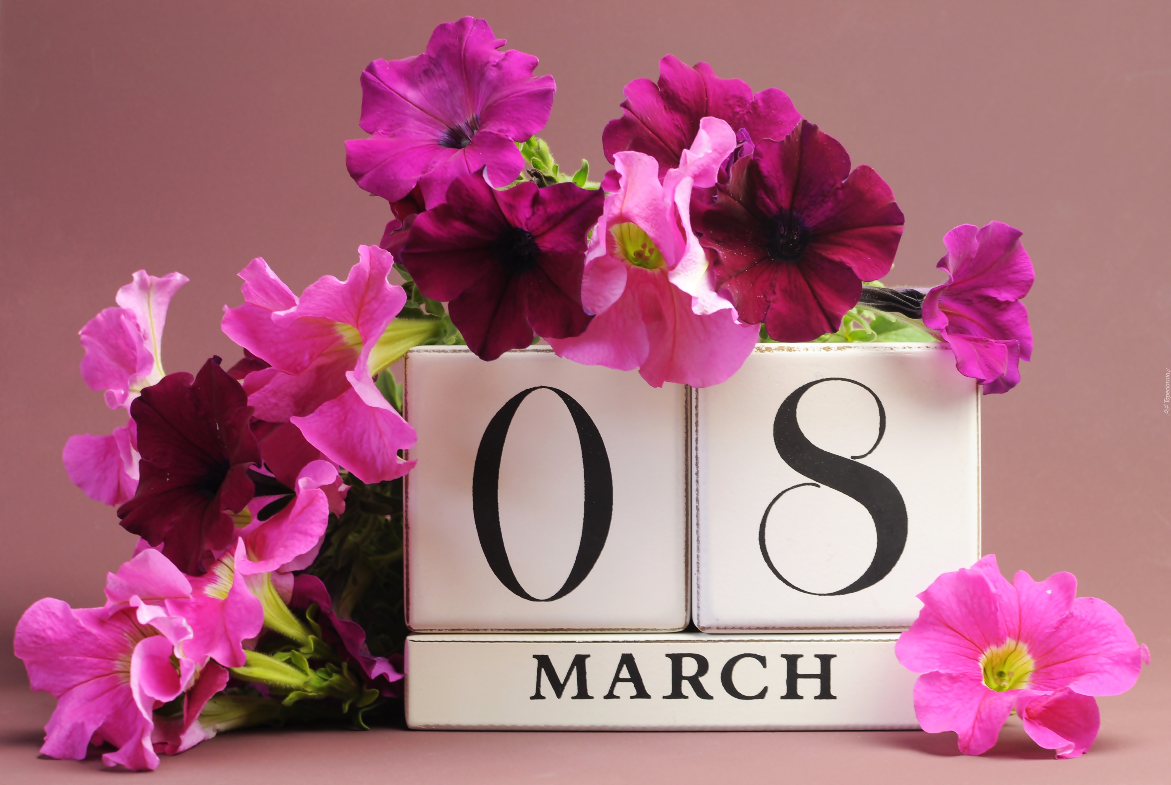 8 Marca Dzien Kobiet Kwiaty Petunia Ogrodowa