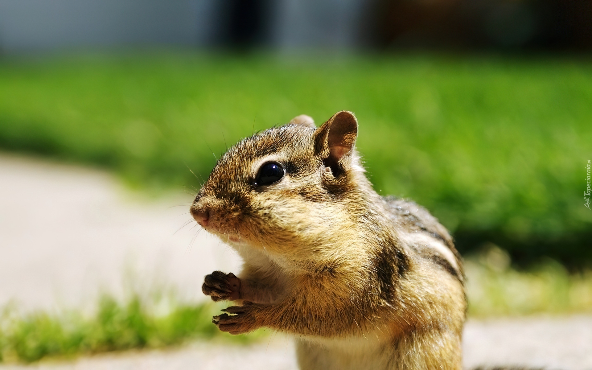 Mała, Wiewiórka, Chipmunk