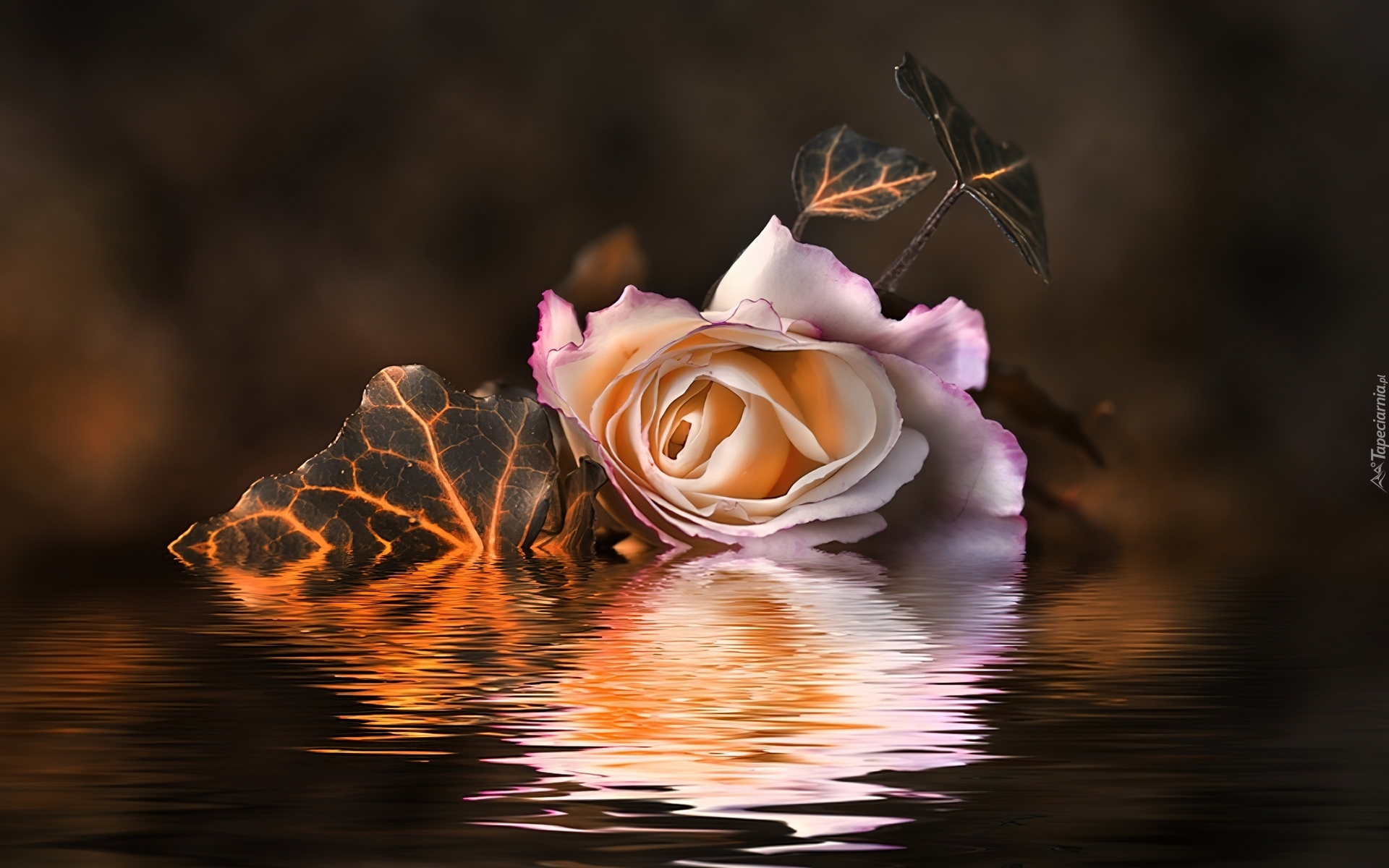 Милому другу картинки. Розы ночью. Добрый вечер цветы красивые. Розы вечер. Розы в воде.