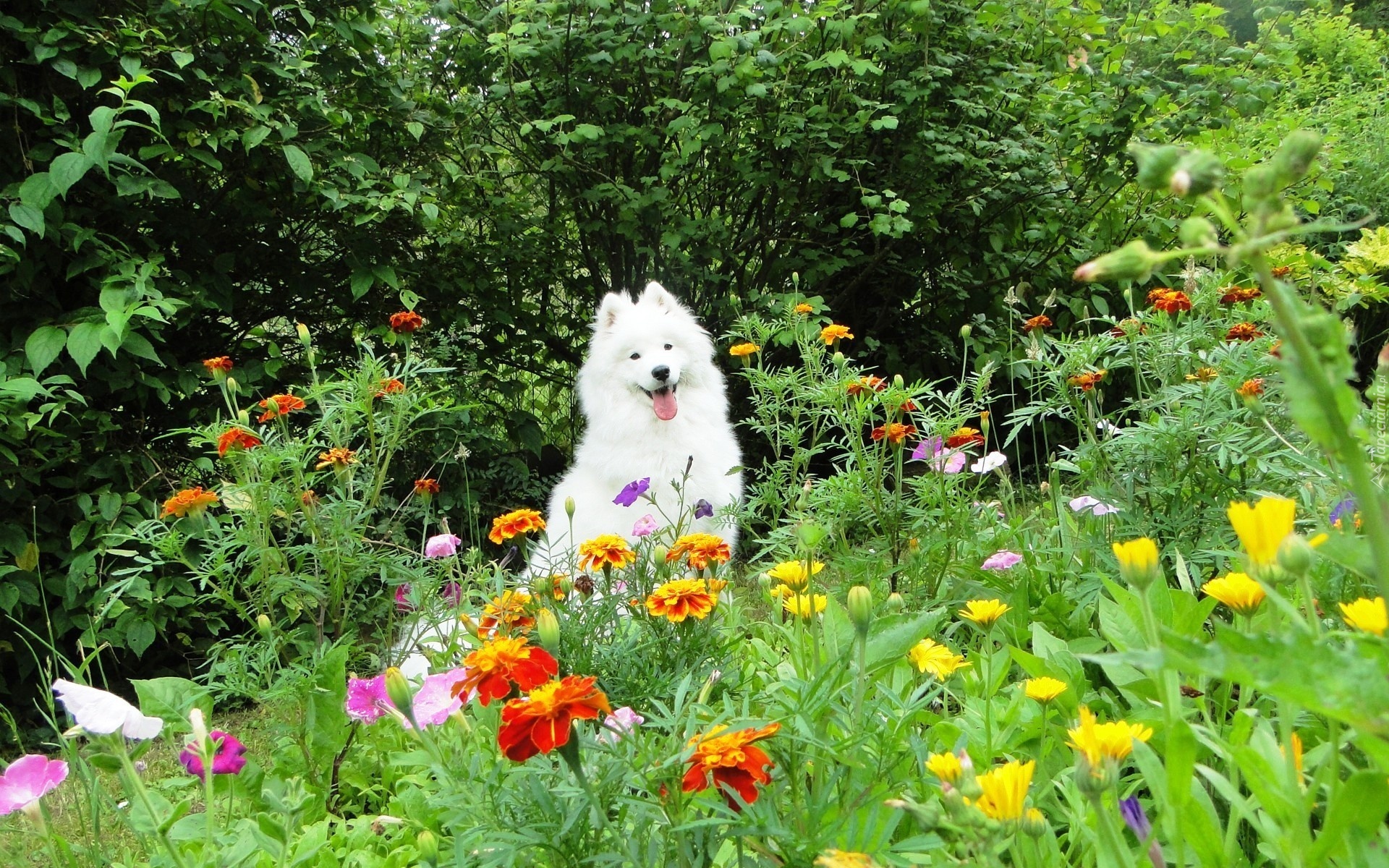 Samojed, Ogród