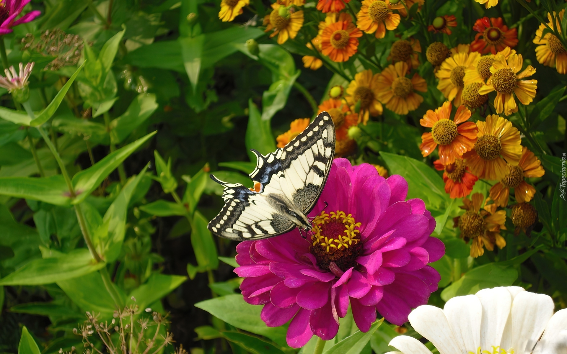 Różowy, Kwiat, Motyl