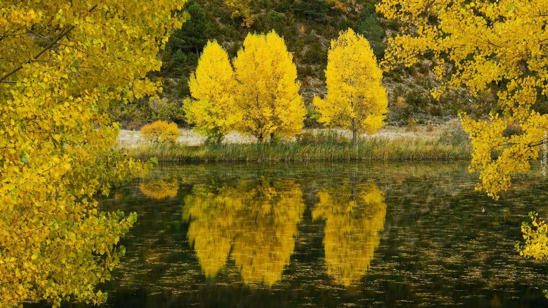 Drzewa, Jezioro, Odbicie