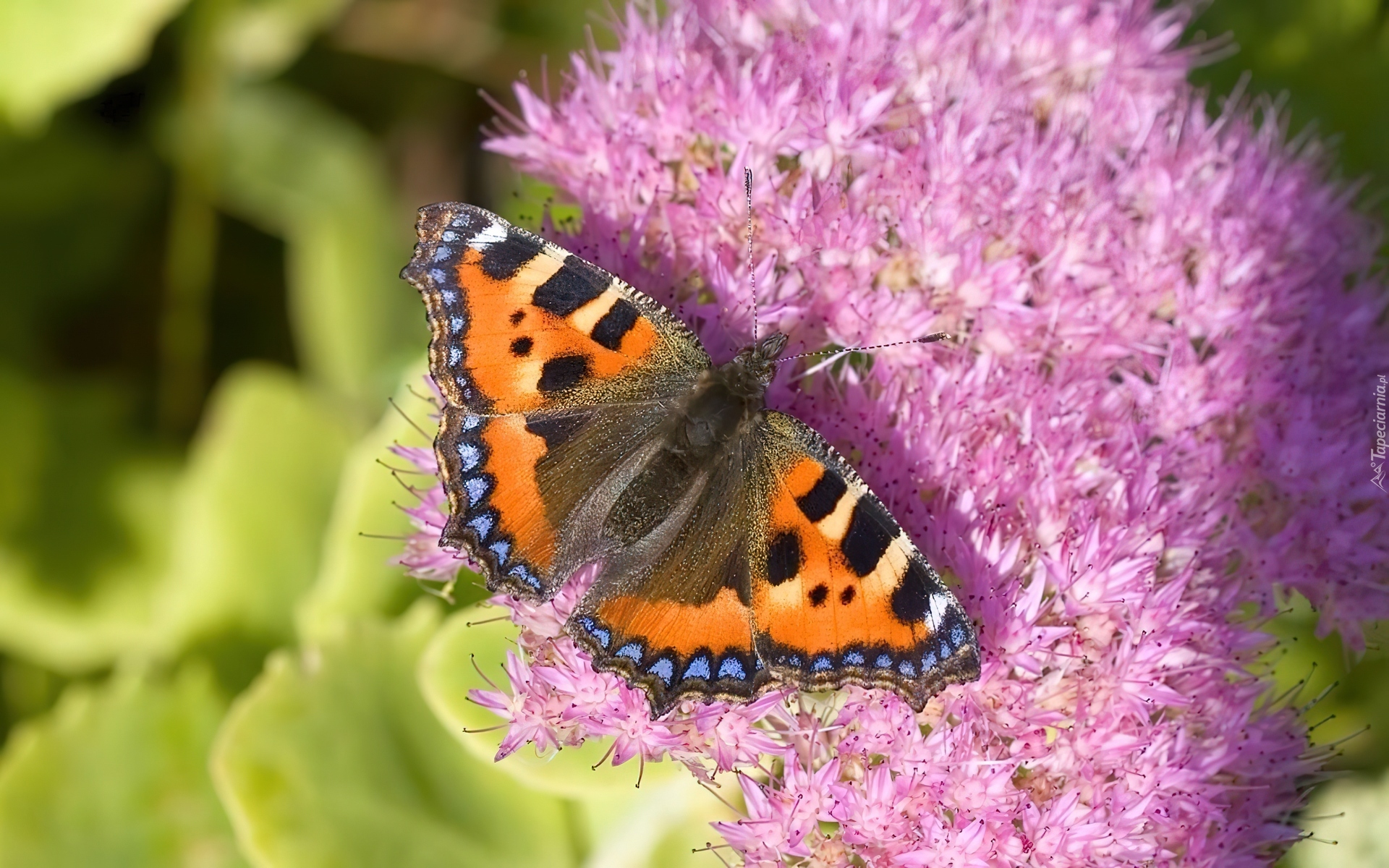 Motyl, Rusałka pokrzywnik, Różowy, Kwiat