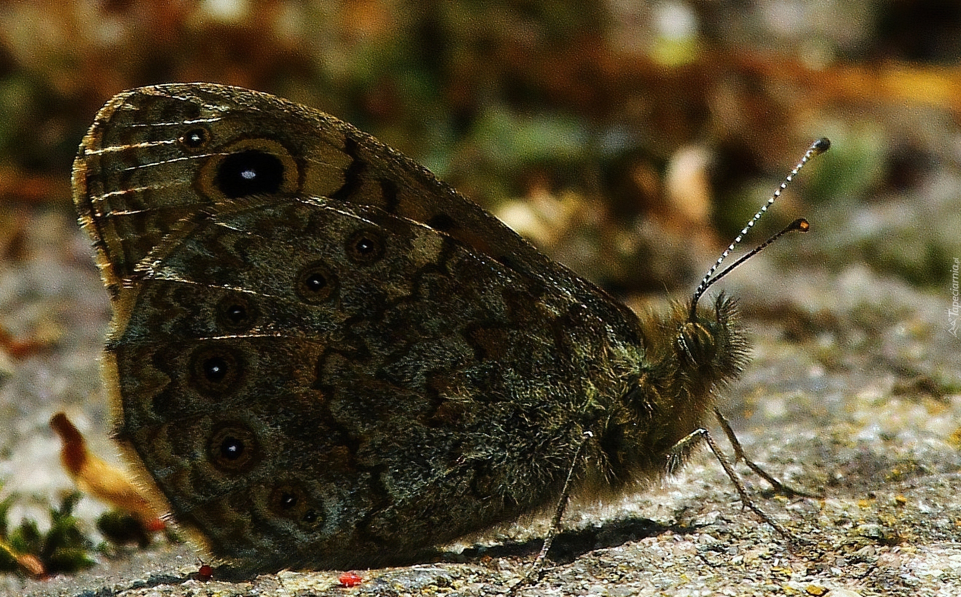 Szary, Motyl