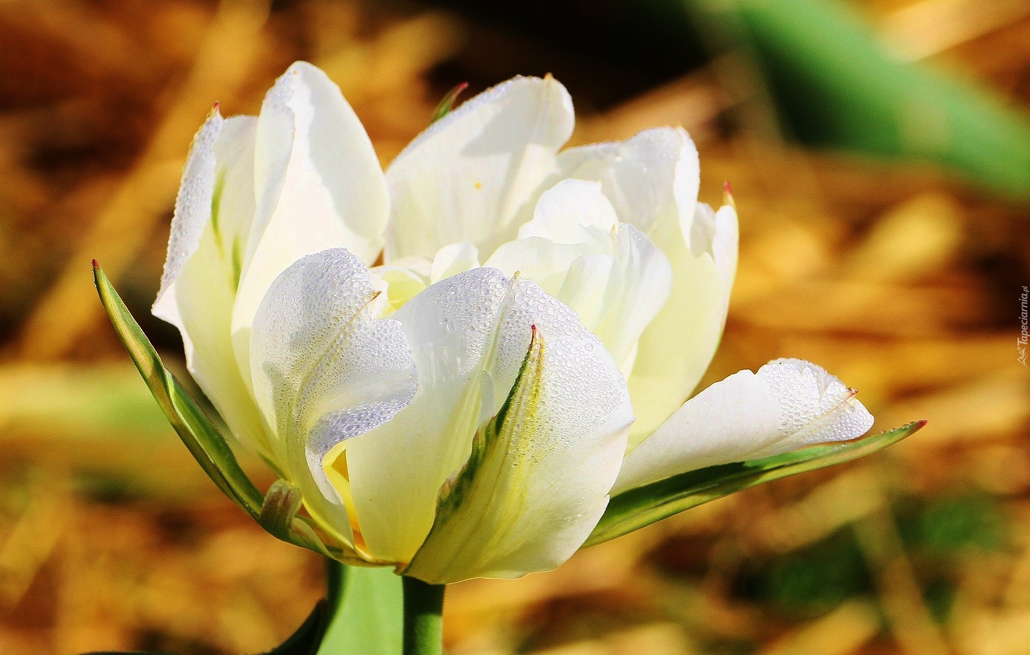 Biały, Tulipan, Krople, Rosy