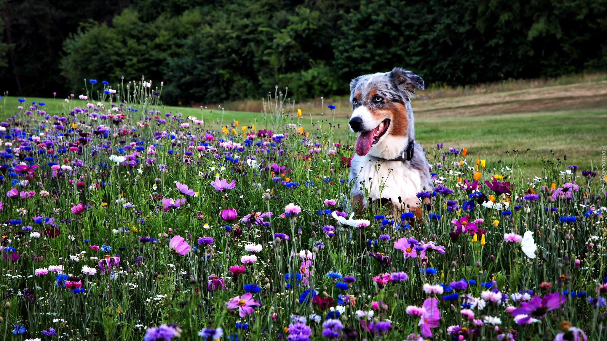 Łąka,  Owczarek australijski-australian shepherd