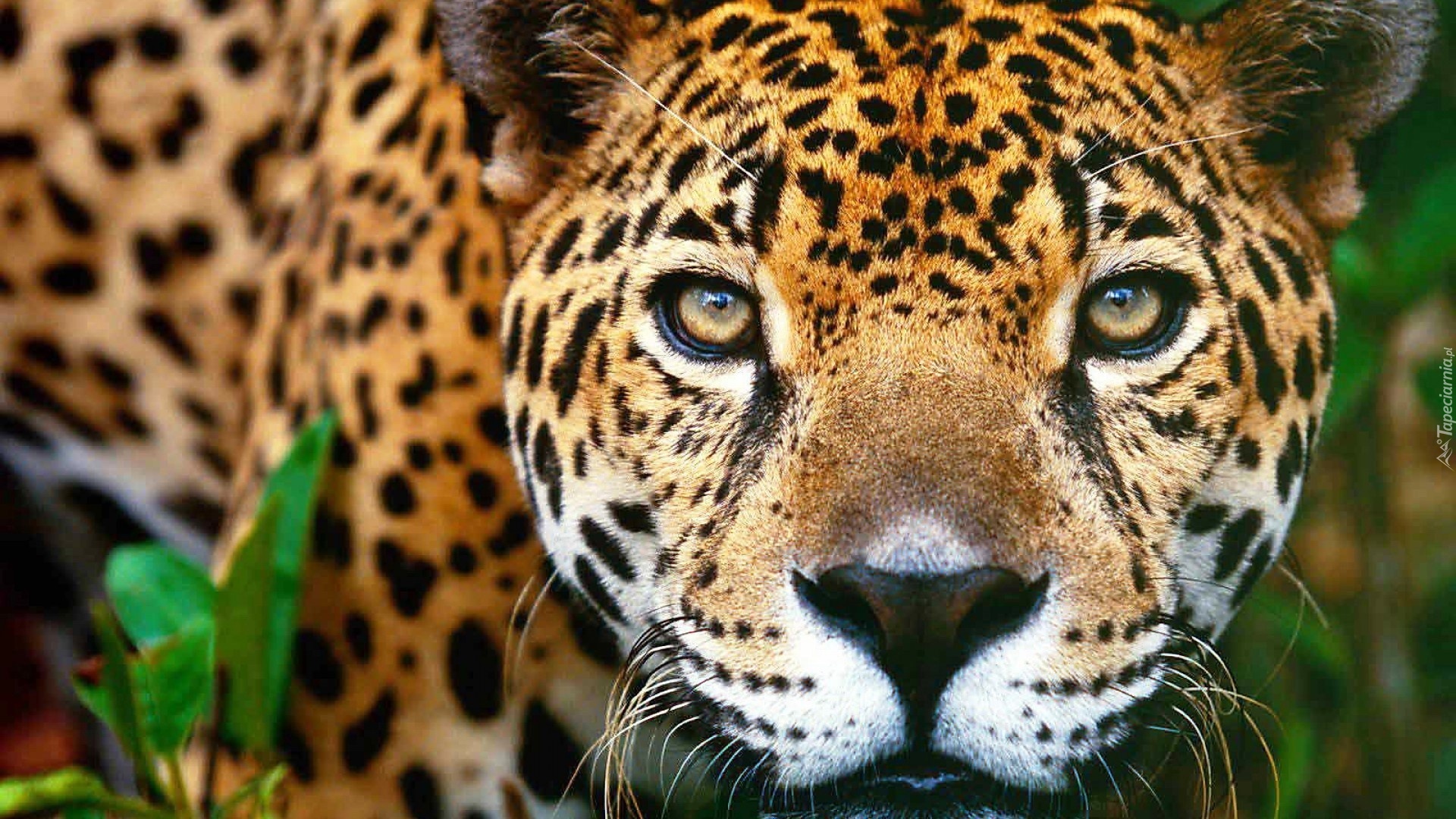 Jaguar, Oczy