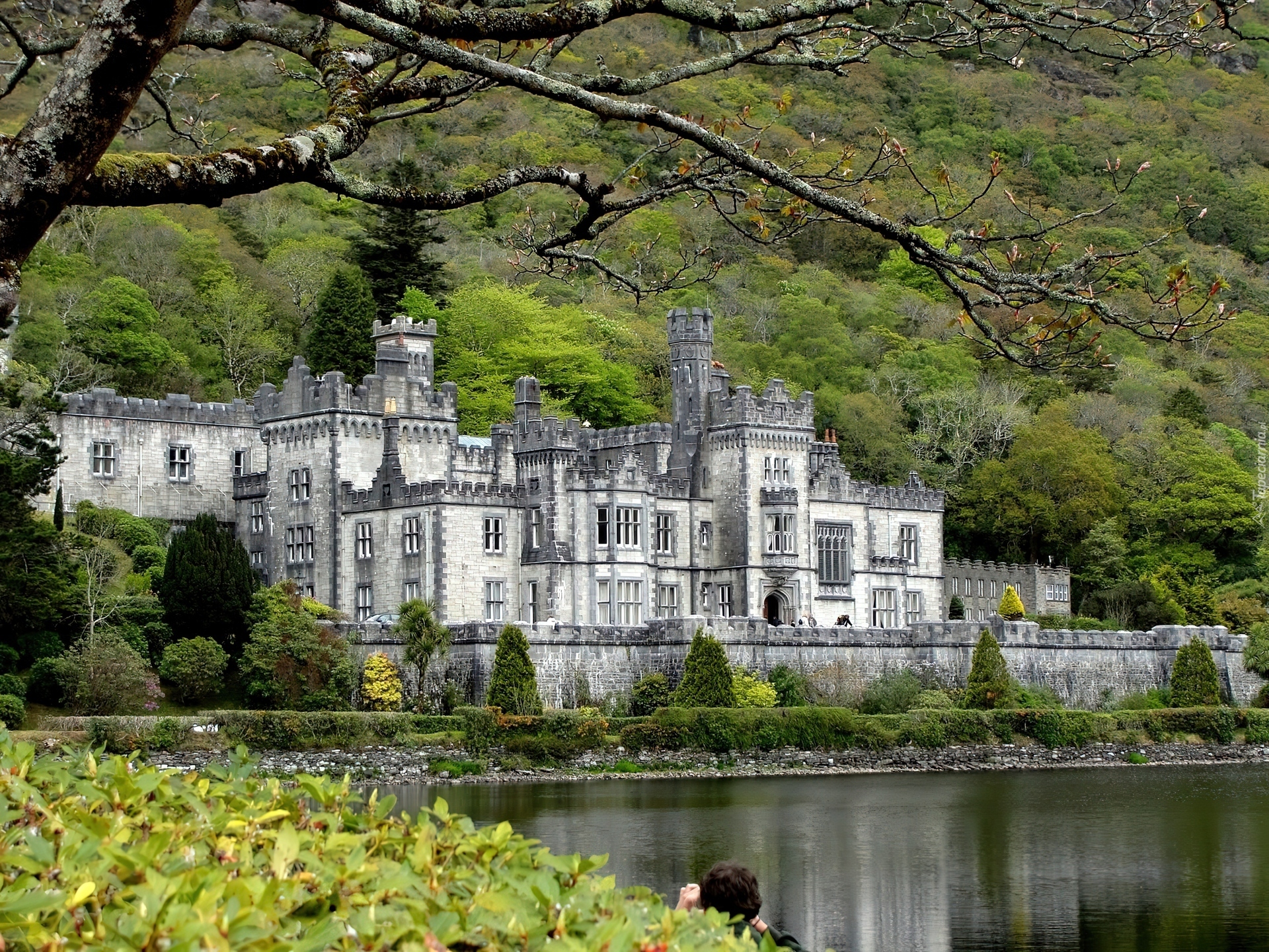 Opactwo Kylemore Abbey, Mainistir na Coille Móire, Hrabstwo Galway, Irlandia, Jezioro Kylemore Lough, Drzewa