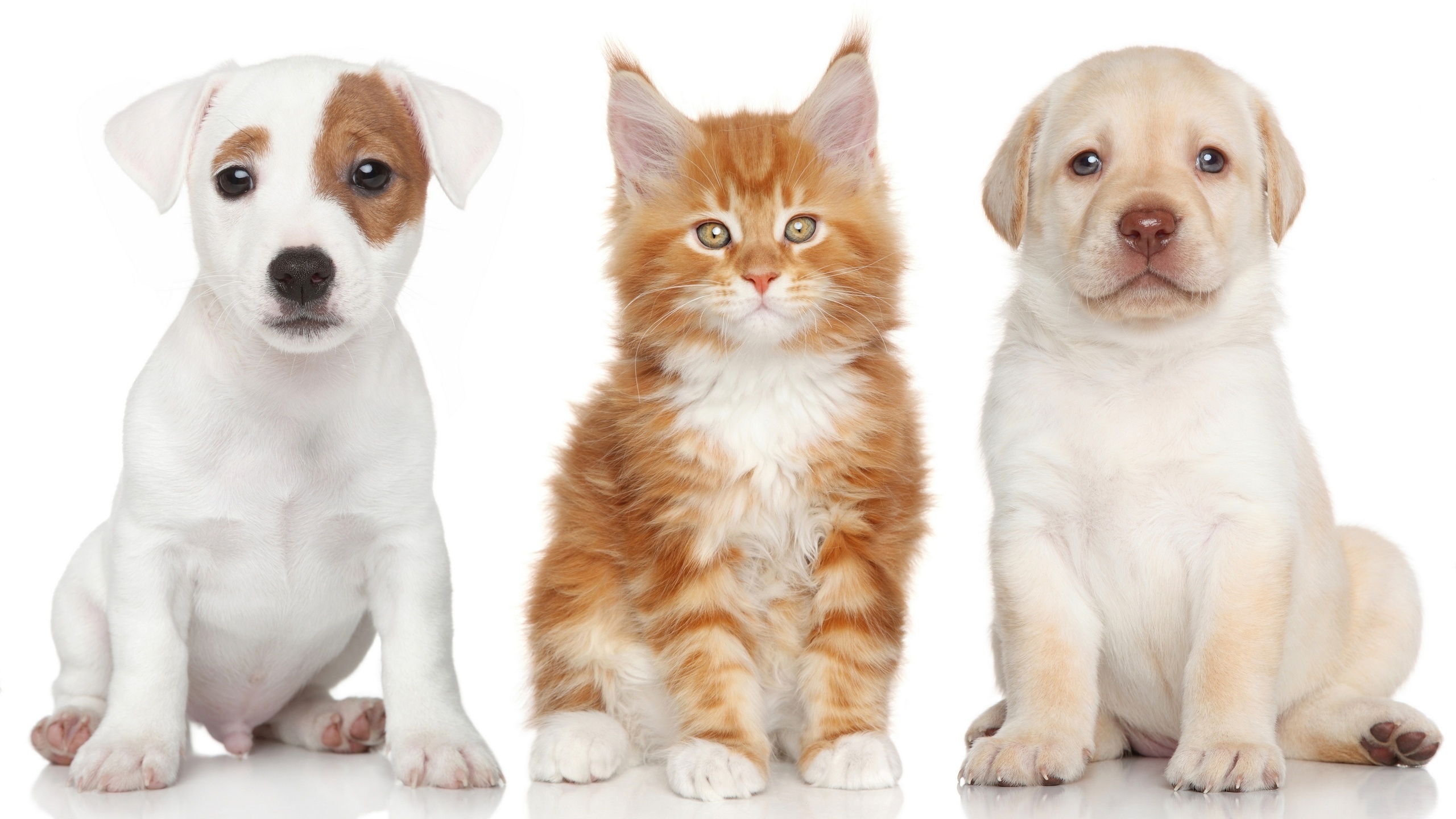 Pies, Jack Russell Terrier, Kot, Maine Coon, Labrador Retriever