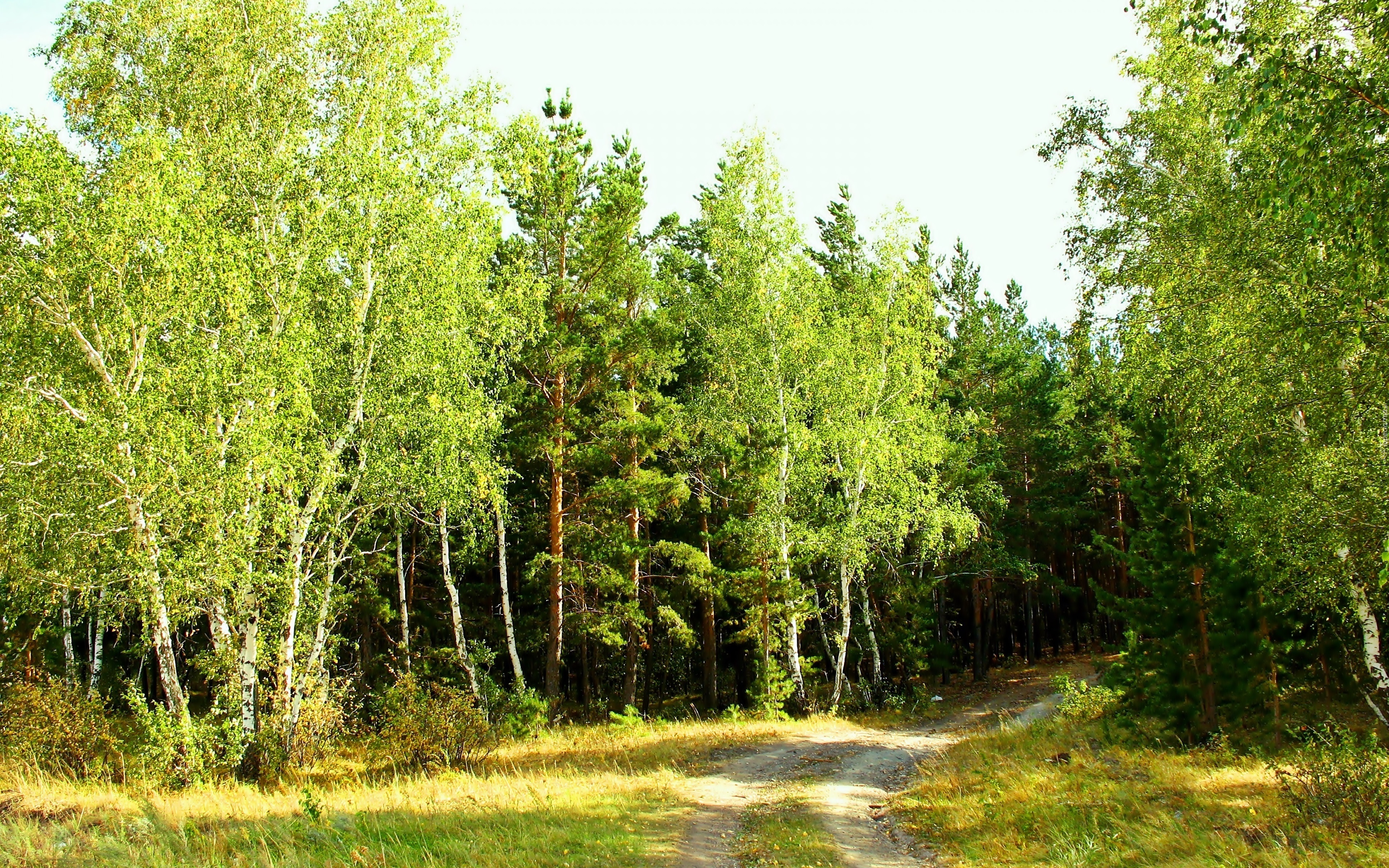 Смешанный Уральский лес опушка
