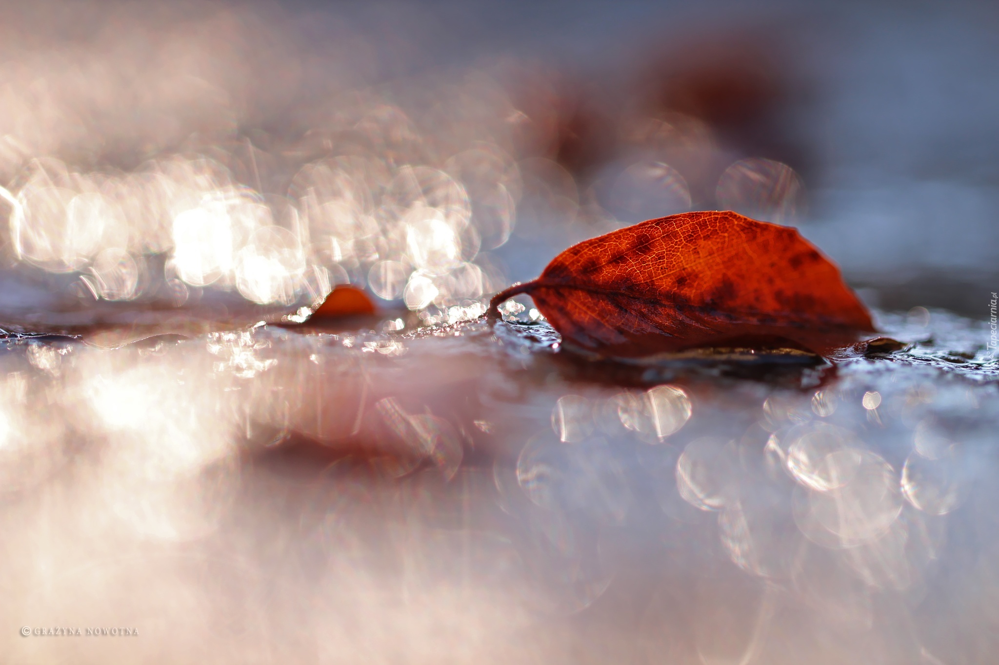 Liść, Bokeh