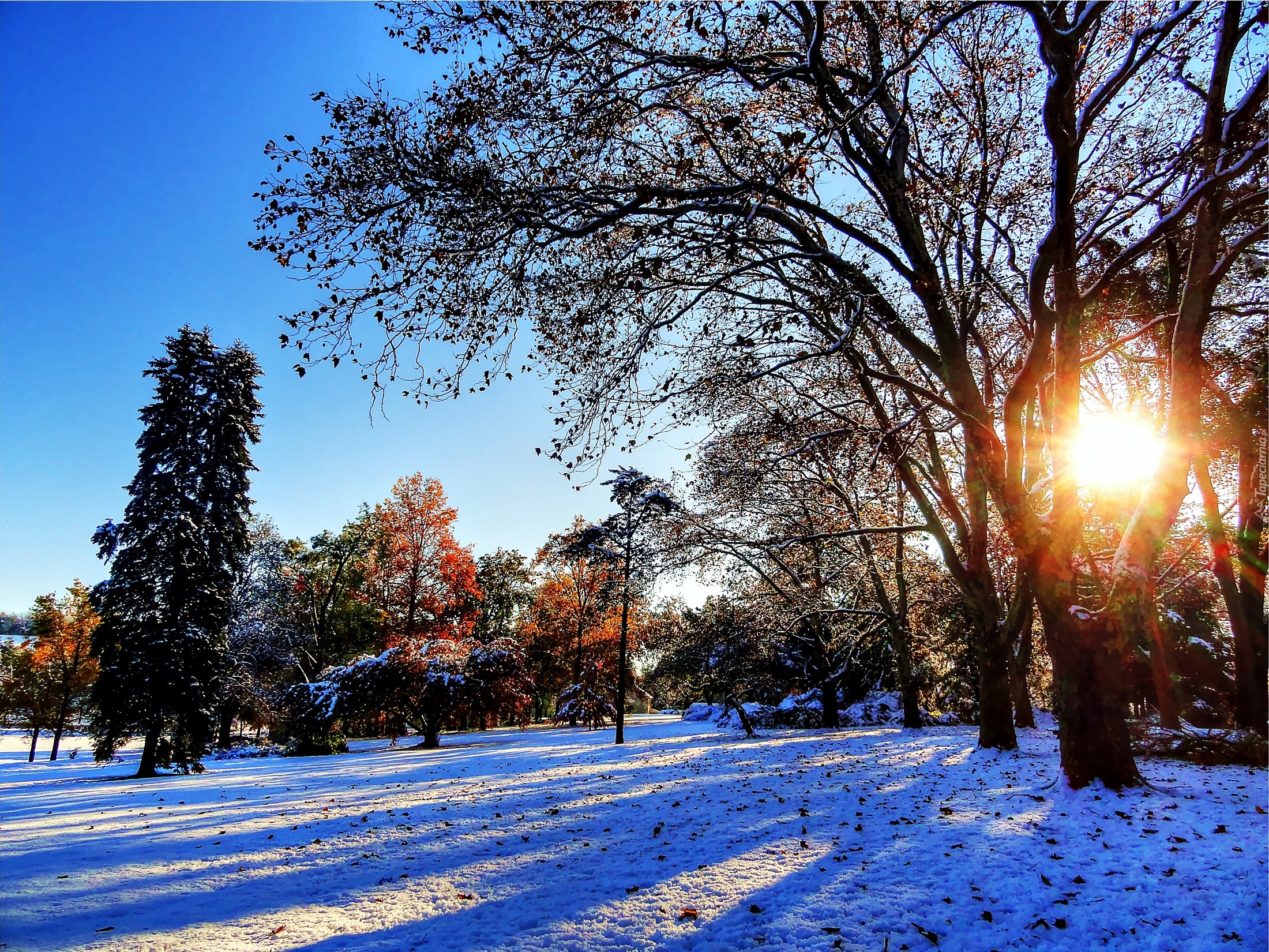 Zima, Park, Przebijające, Światło, Drzewa