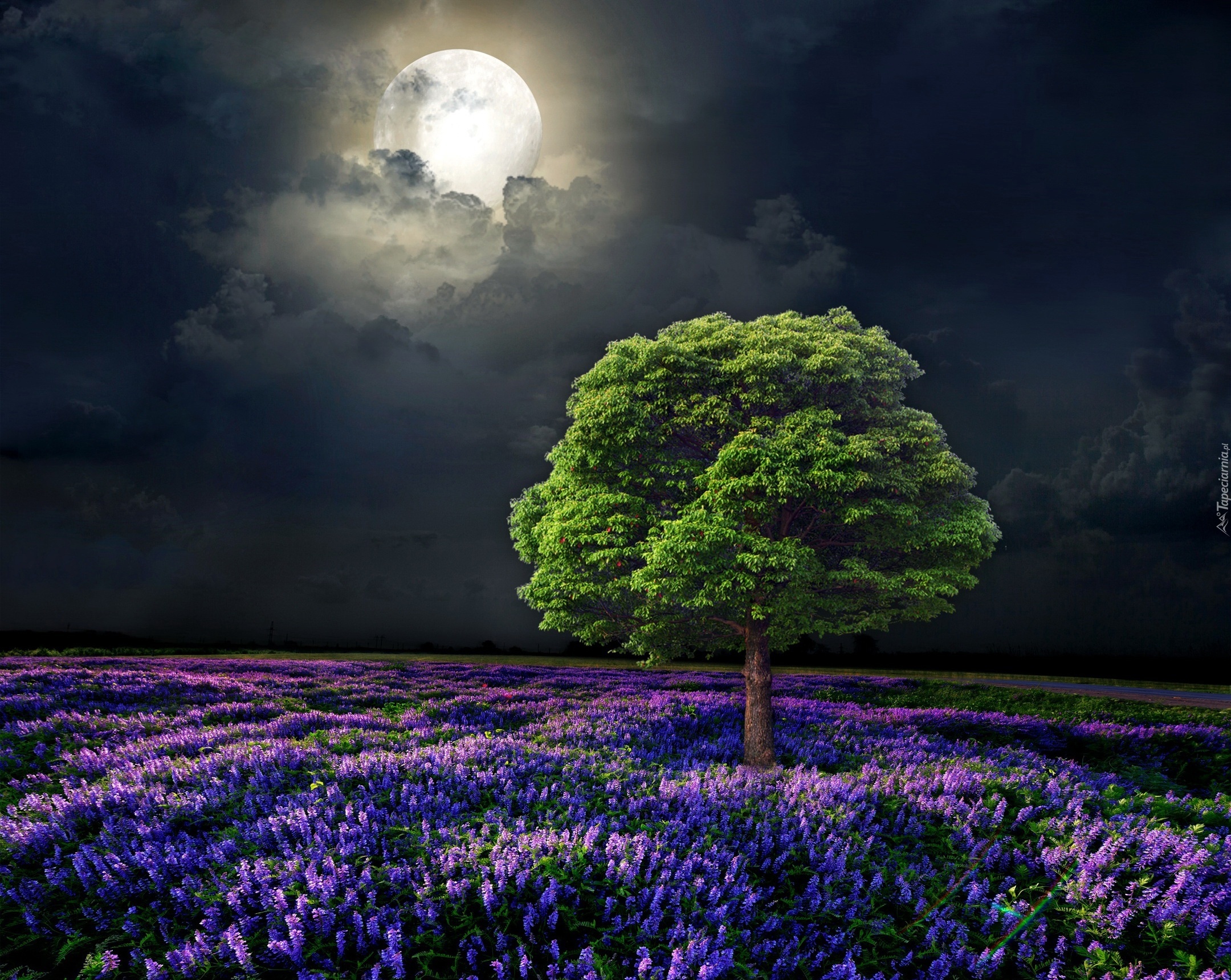 Księżyc, Drzewo, Noc, Łąka
