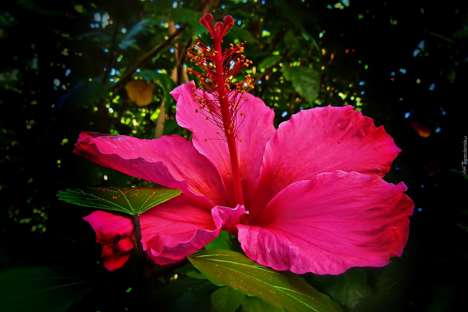 Hibiskus, Liście, Przebijające Światło