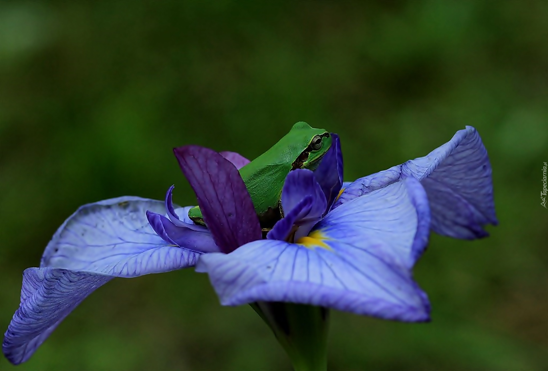 Żaba, Kwiat, Irys, Niebieski