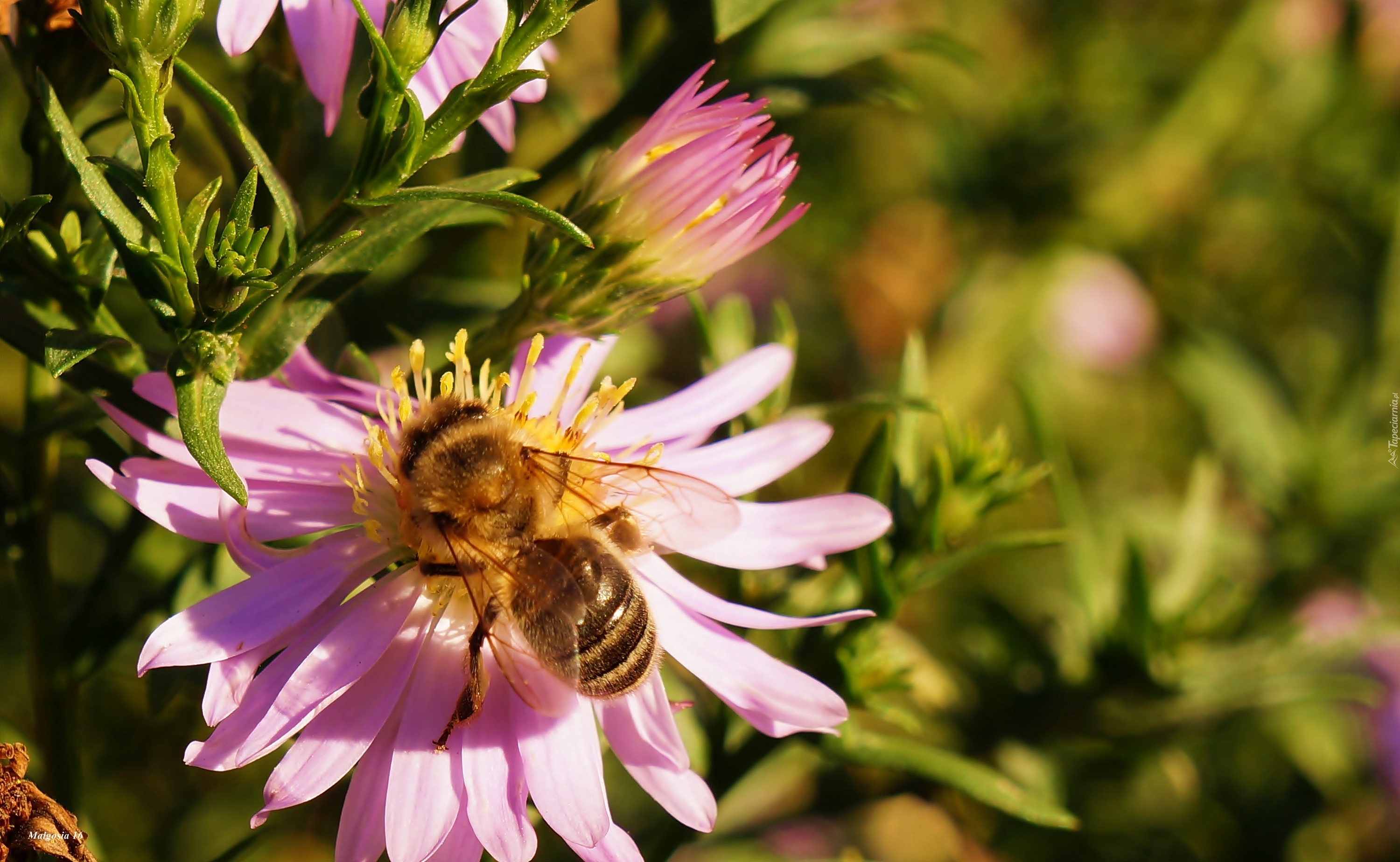 Aster, Pszczoła