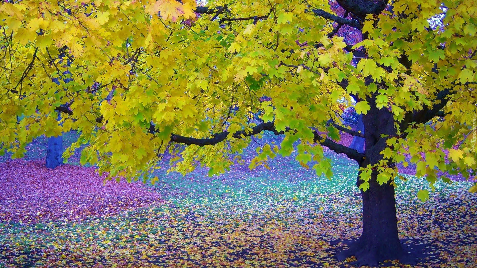 Drzewa, Kolorowe, Liście, Park, Jesień