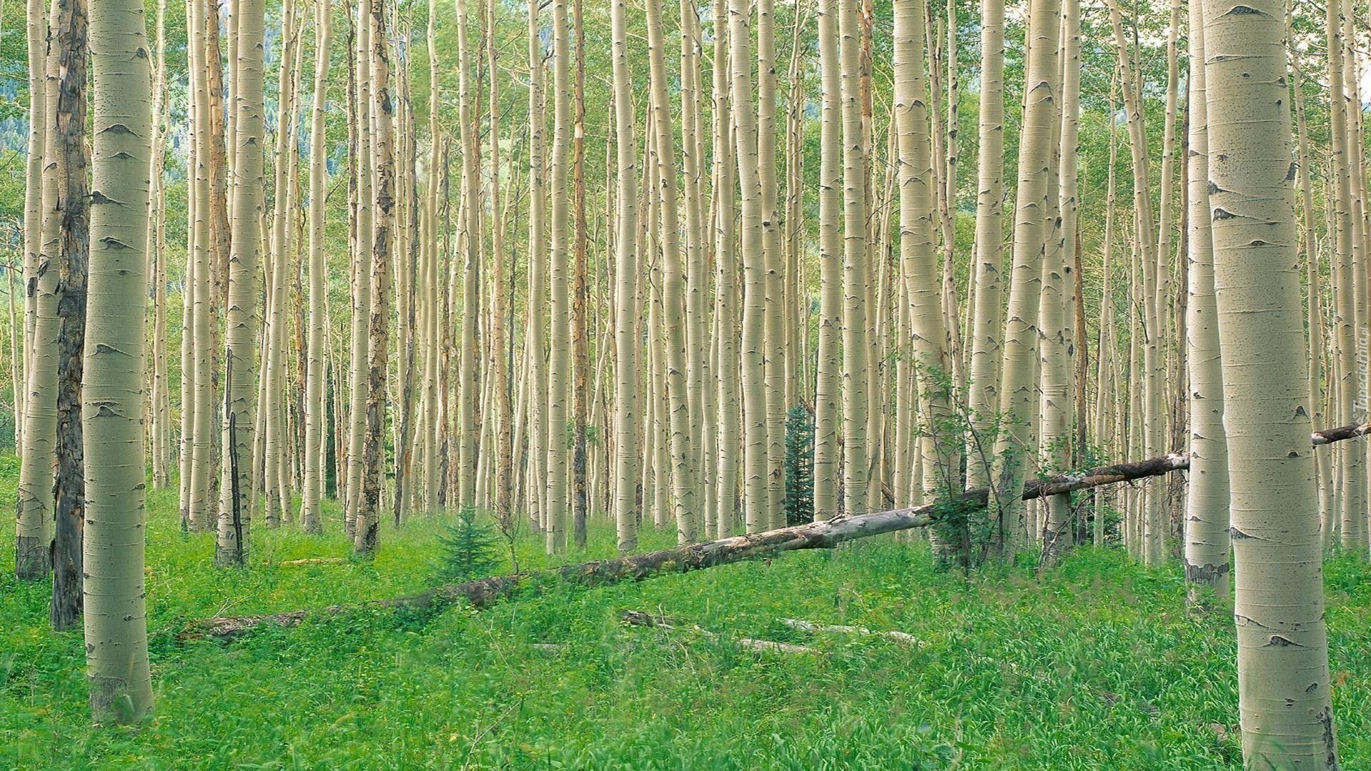 Gęsty, Las, Brzozowy