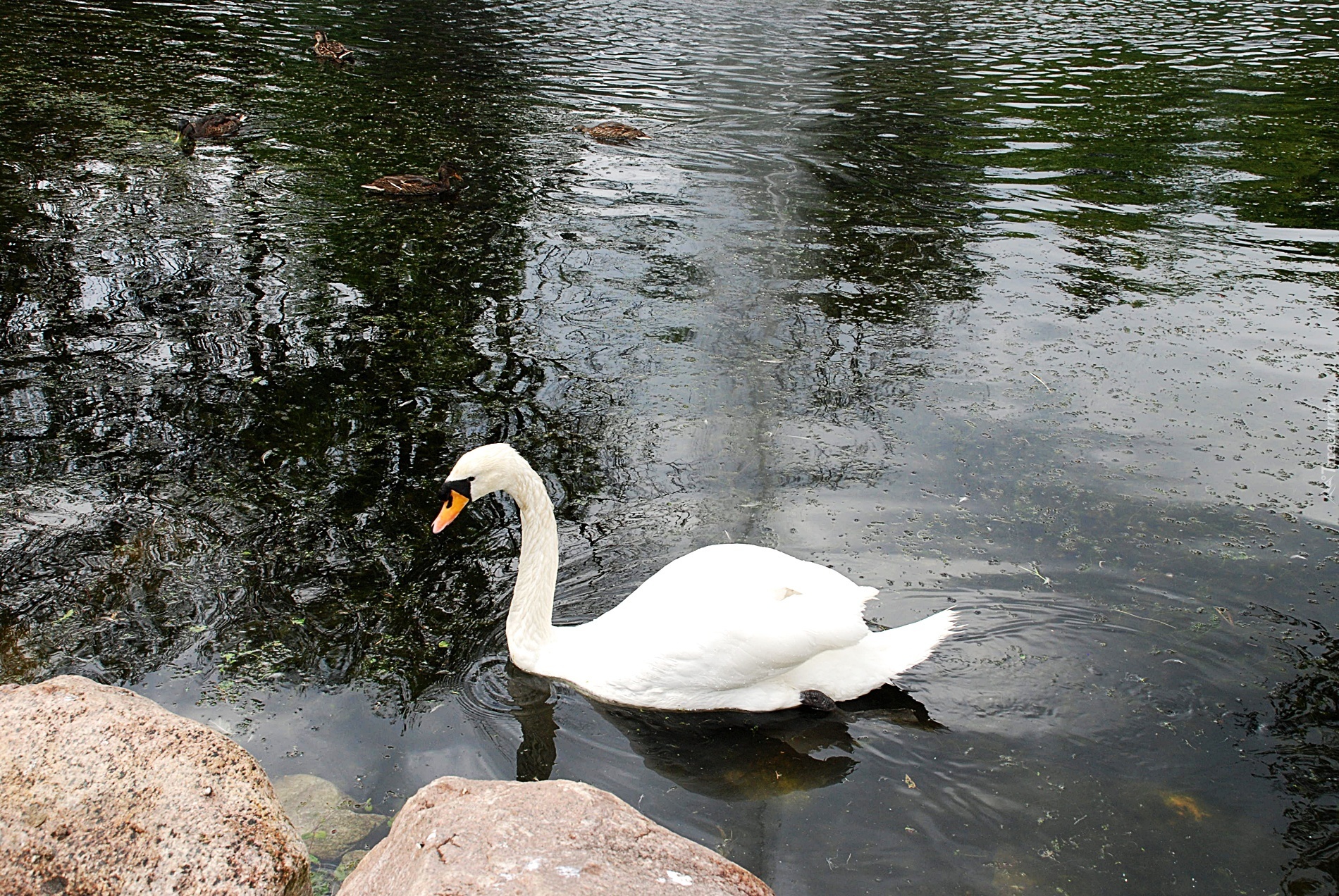 Park, Staw, Biały, Łabędz