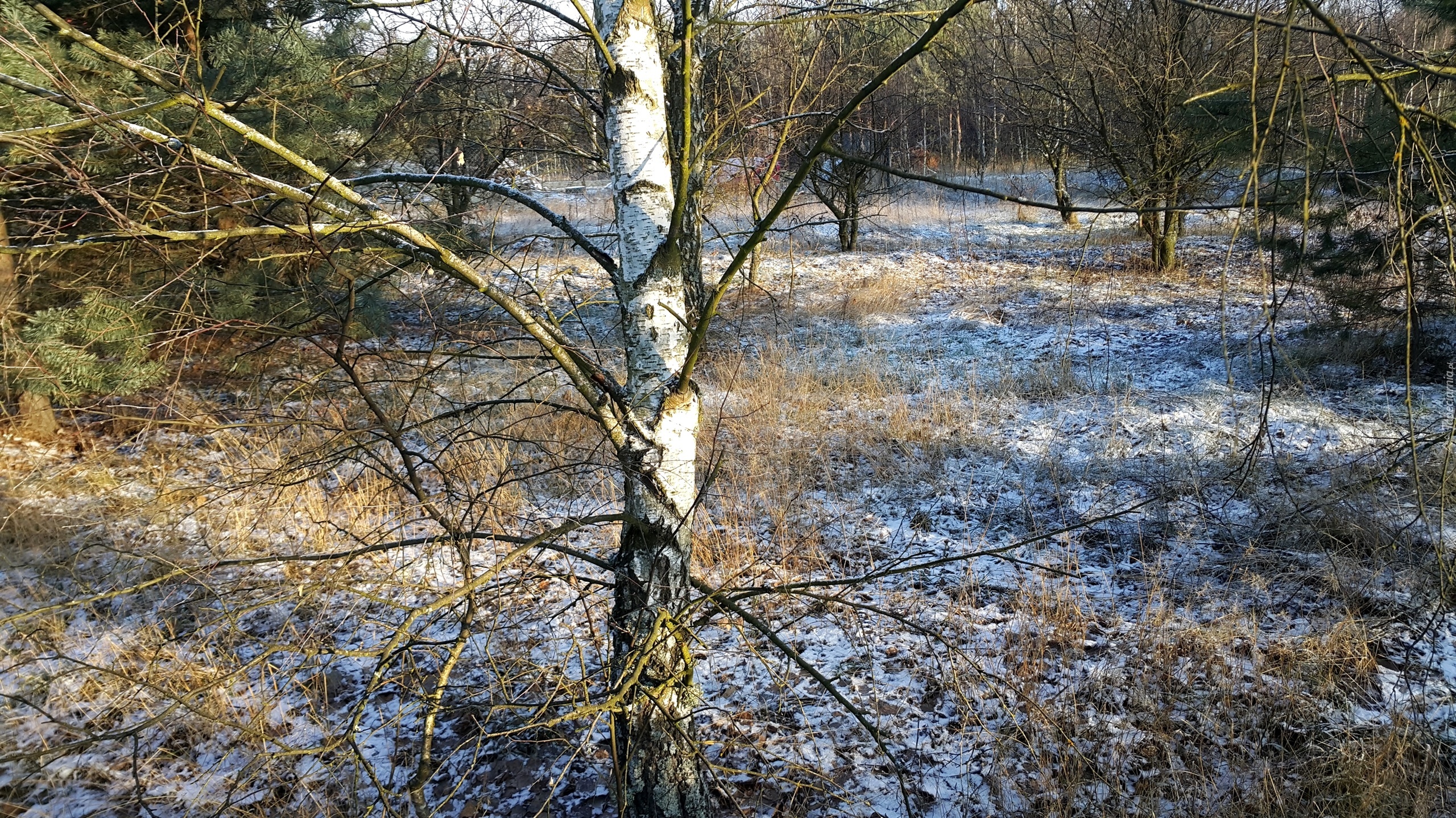 Las, Brzoza, Śnieg