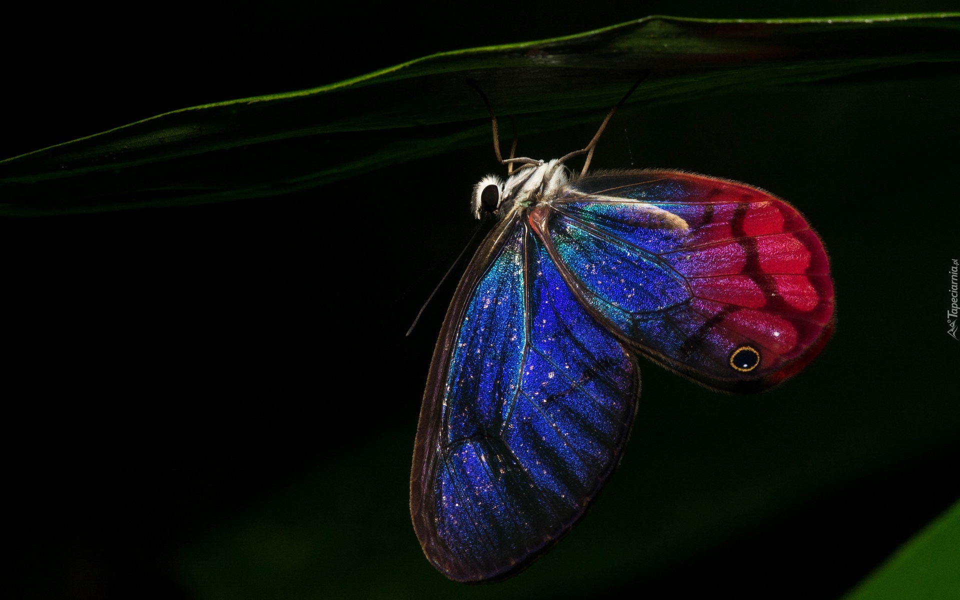Motyl, Niebiesko Czerwony