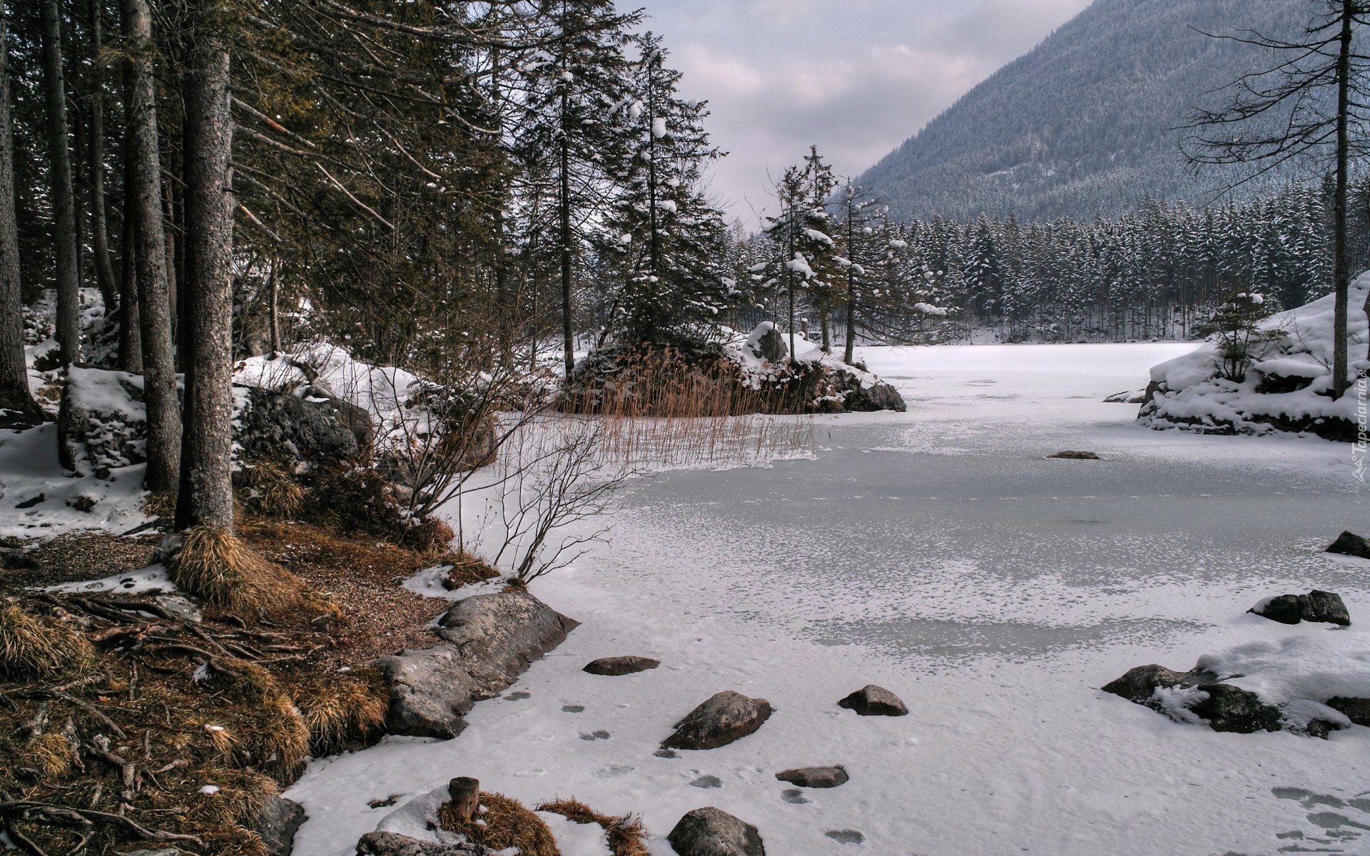 Las, Śnieg, Góry