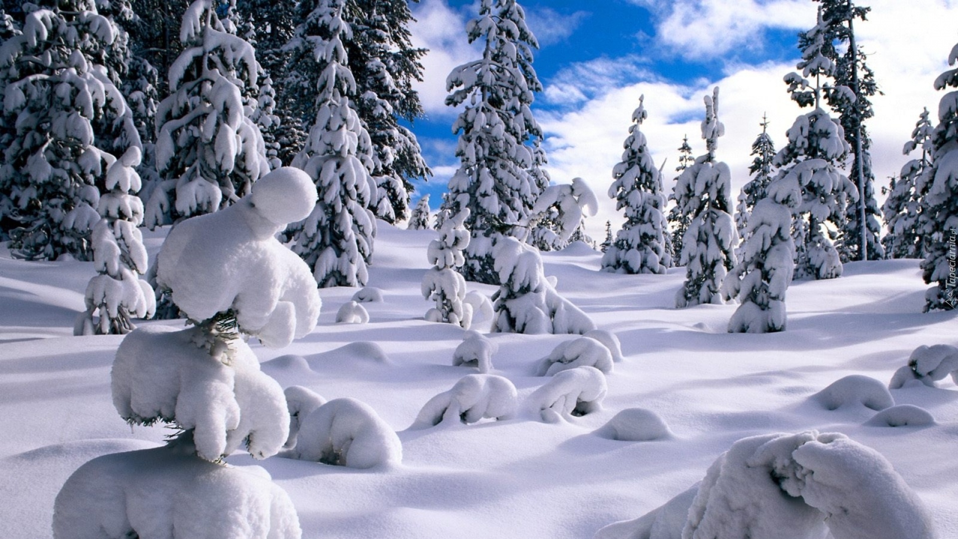 Las, Śnieg, Świerki