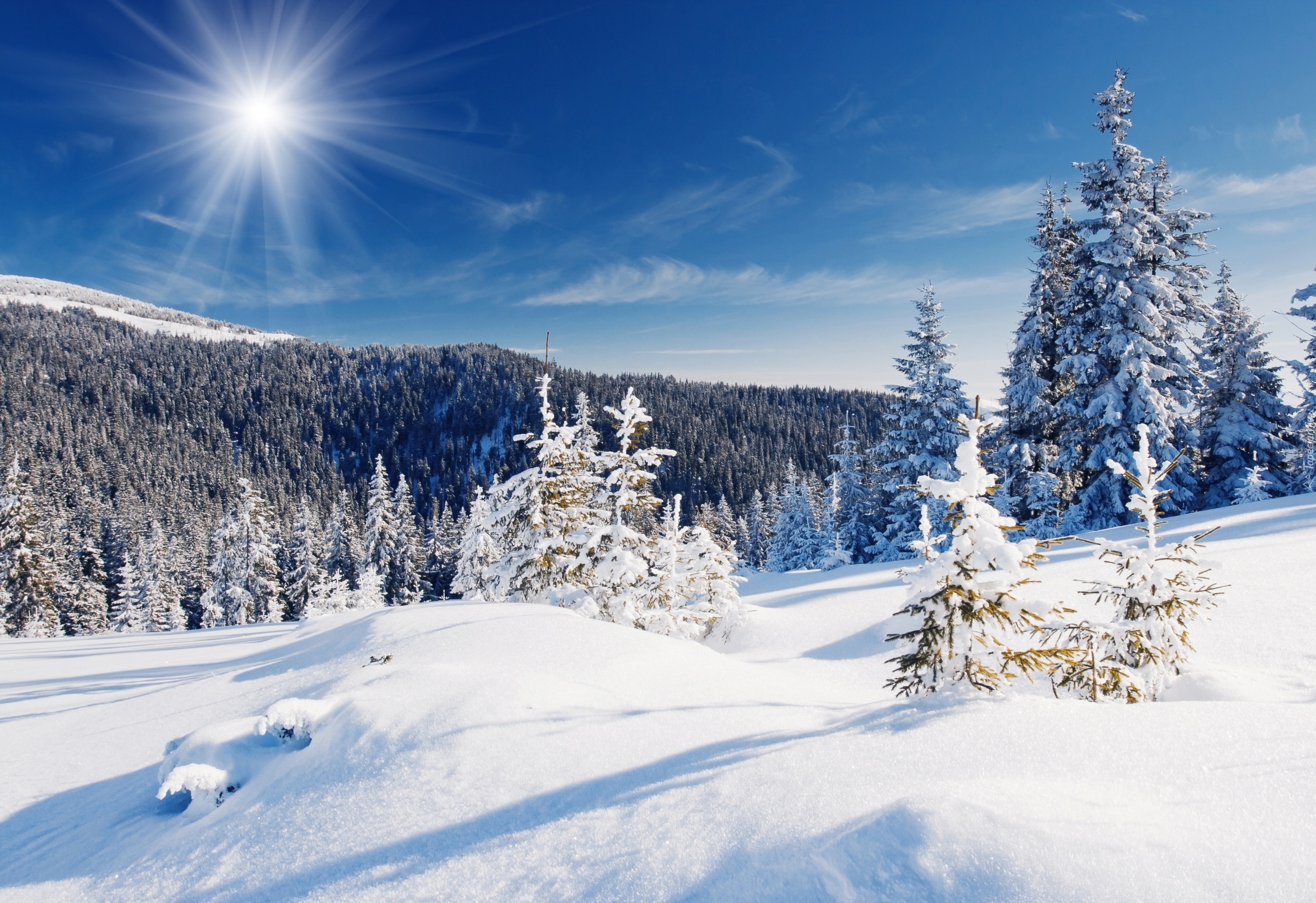 Zima, Las, Śnieg, Drzewa