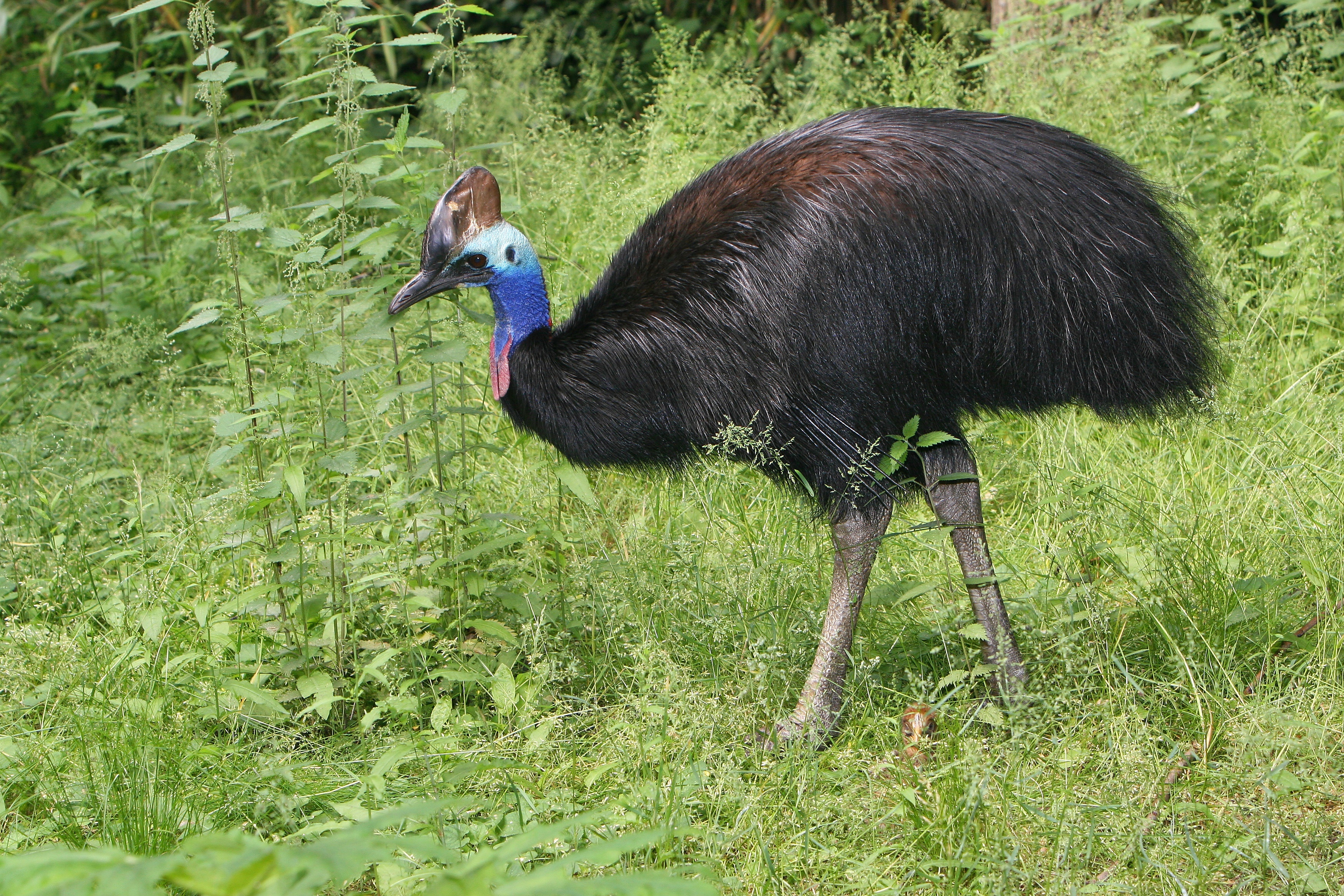 Ptak, Kazuar, Zieleń